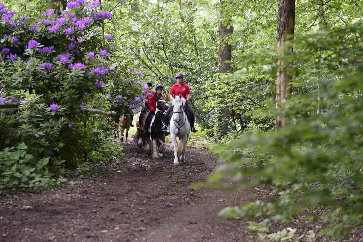 Three people riding horses on a forest trail surrounded by green foliage and purple flowers.