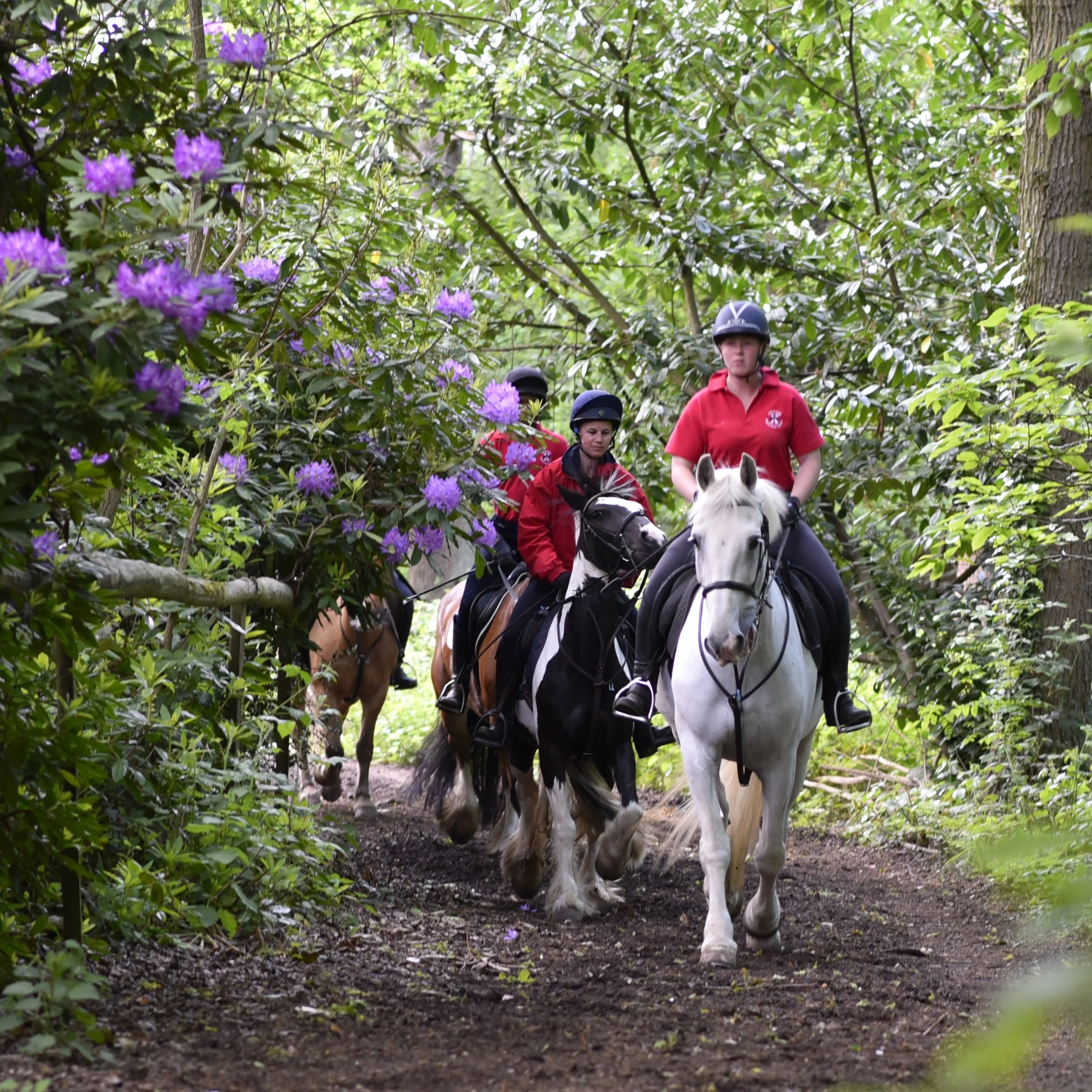 Group of riders on horseback riding through a wooded trail with lush green foliage and purple flowering bushes.
