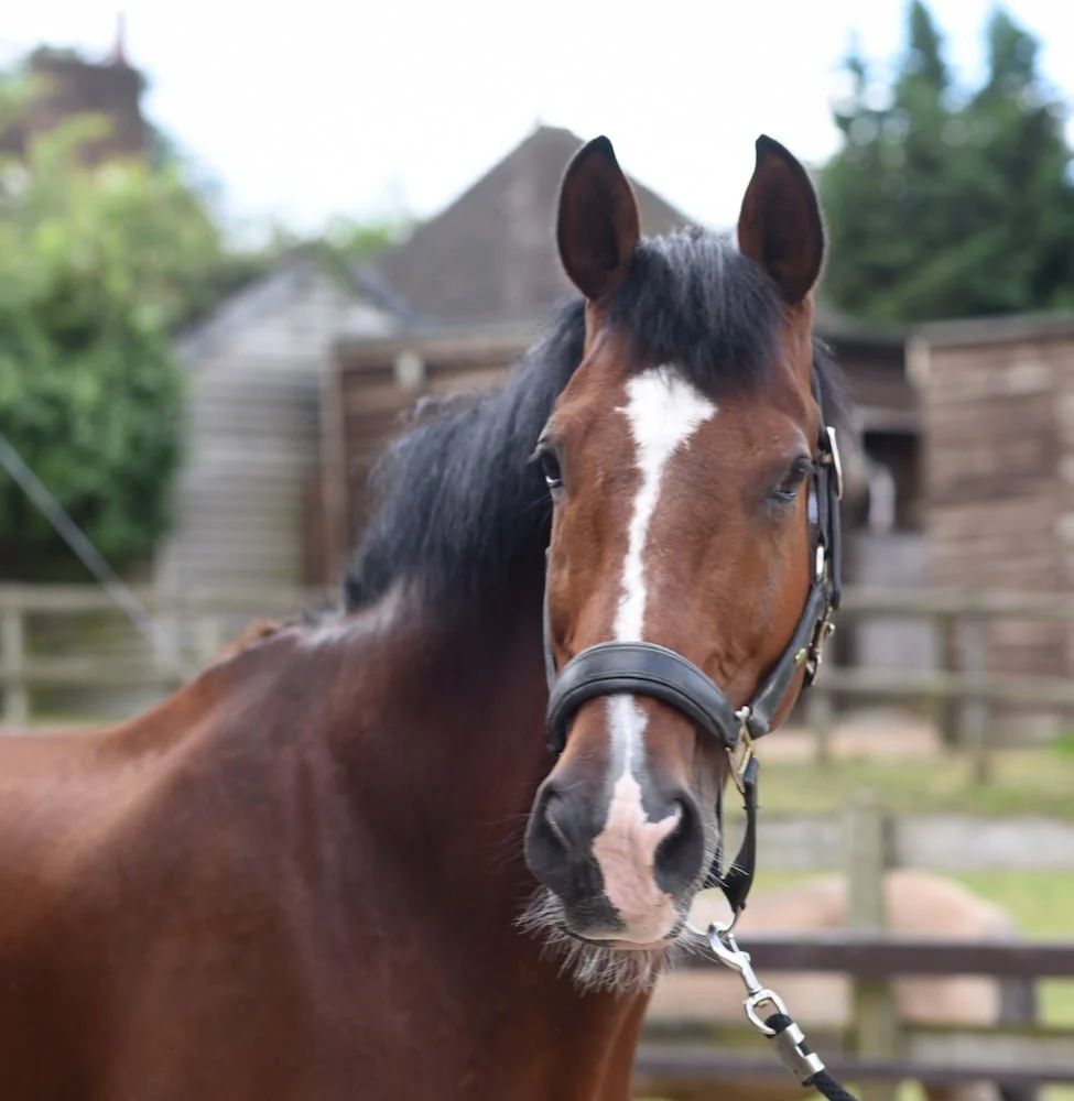Close-up of a brown horse with a white stripe on its face, wearing a black halter, standing outdoors with a wooden fence and barn in the background.