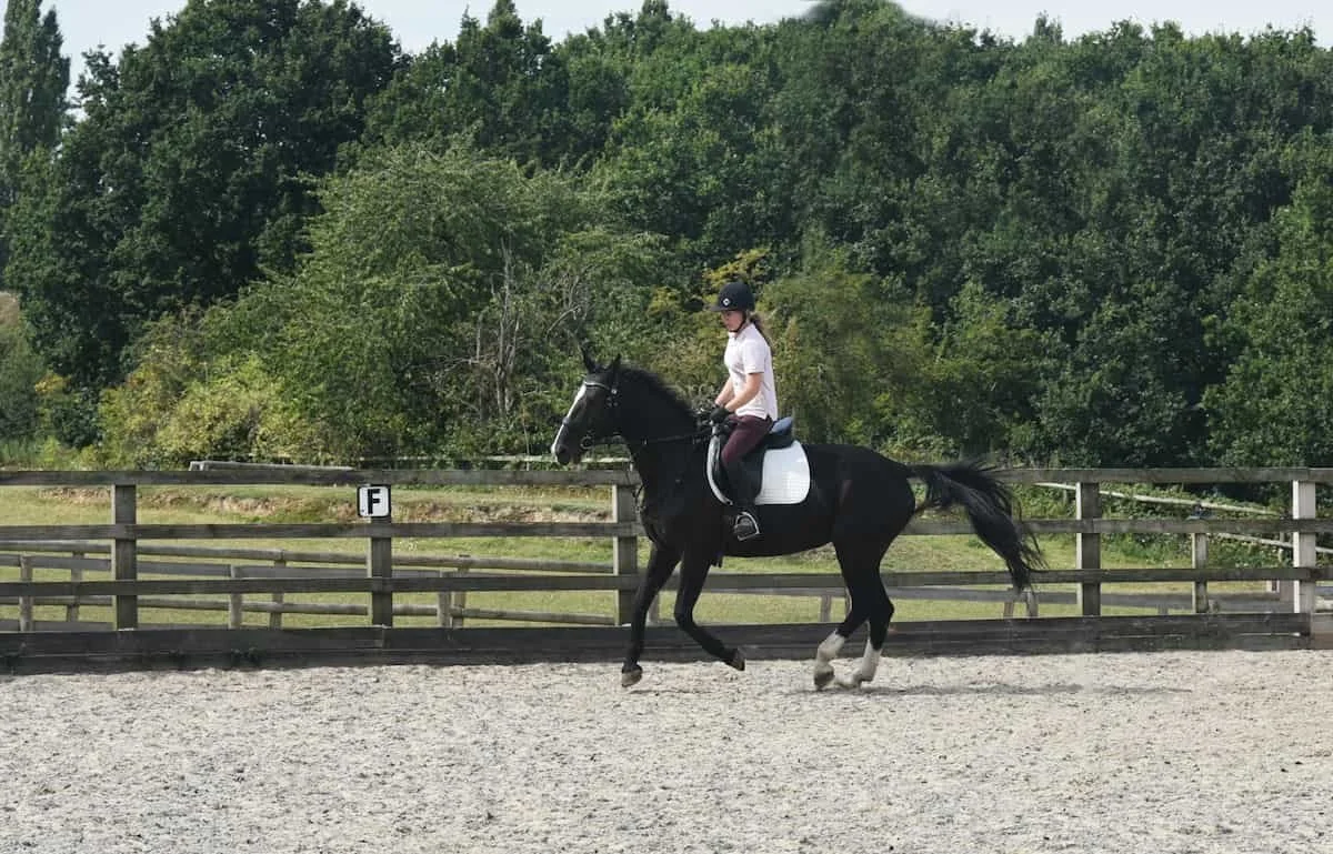 A woman riding a black horse with a white blanket in an outdoor riding arena surrounded by wooden fencing and green trees.