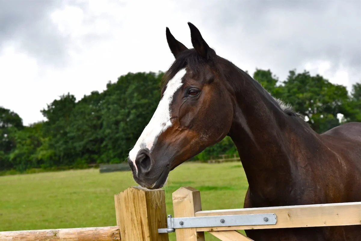 A brown horse with a white blaze on its face standing near a wooden fence in a grassy field with trees in the background, under a cloudy sky.