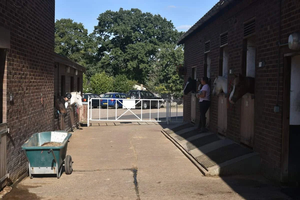 Horses in stables with people and a gate in the background on a sunny day.