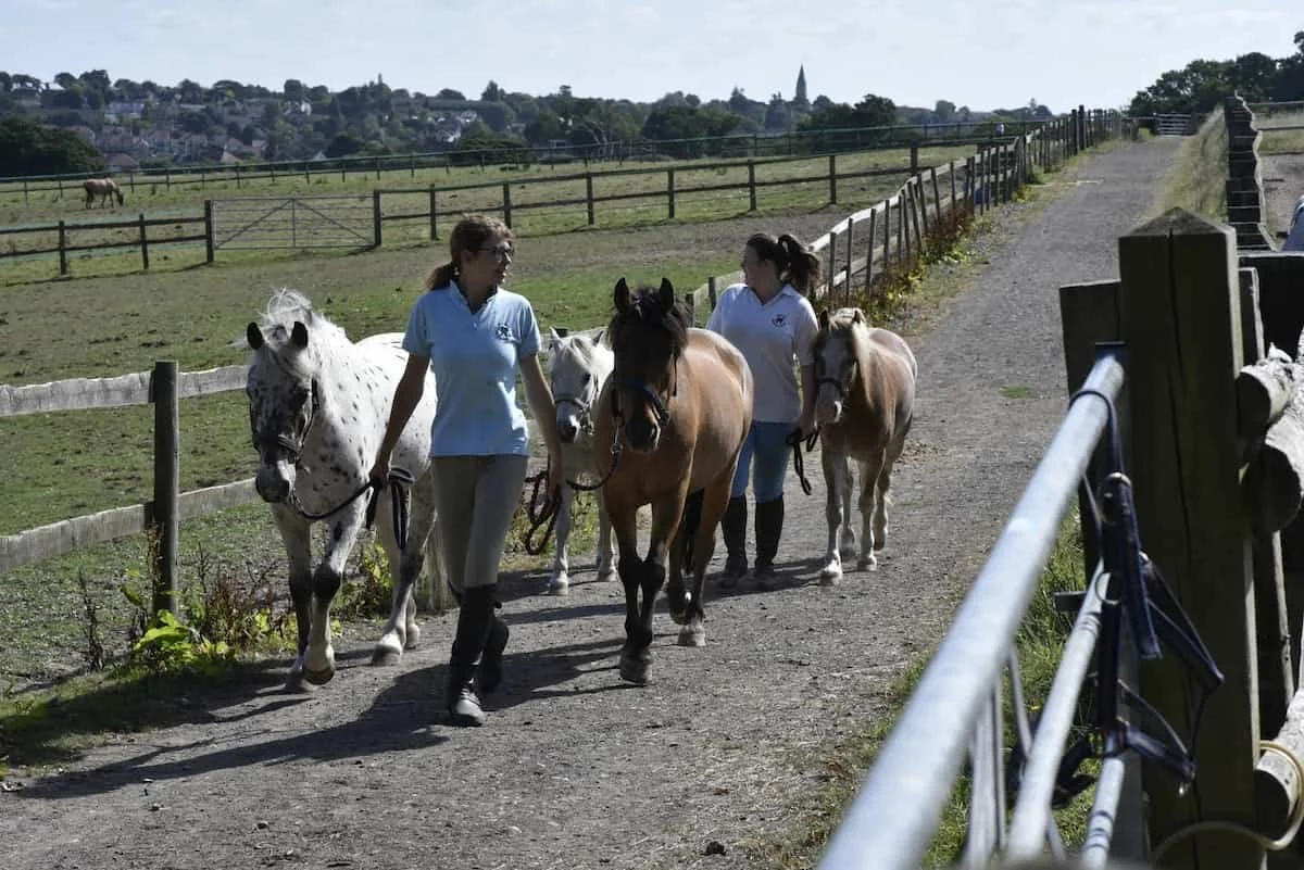 Two women are walking with five horses on a dirt path next to a fenced grassy field.