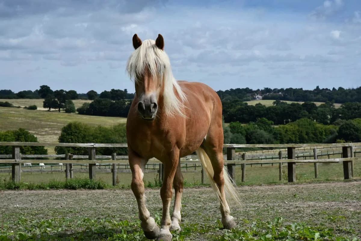 Brown horse with a light mane walking towards the camera on a farm with fences and green fields under a cloudy sky.