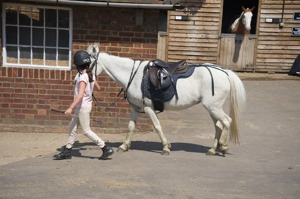 A girl leading a white pony with a saddle and bridle outside a brick building with windows.