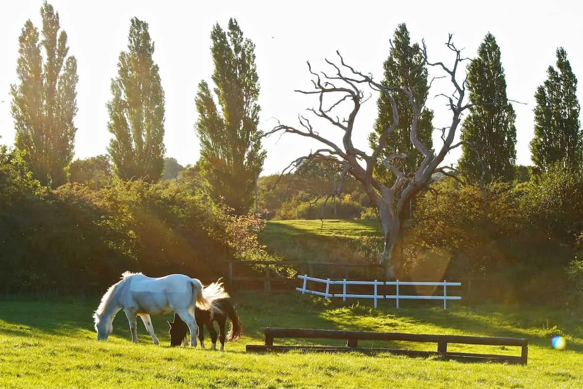 A white horse and a dark horse grazing in a green field, with leafless trees and tall, leafy trees in the background, and a white fence surrounding part of the area, all bathed in warm sunlight.