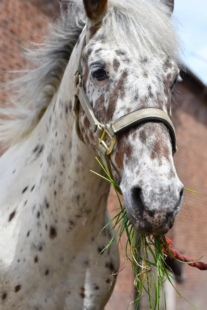 Close-up of a white horse with brown spots eating grass, wearing a halter, with a brick wall and cloudy sky in the background.