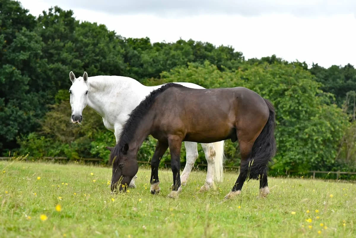 Two horses, one white and one brown, grazing in a green field with trees in the background.