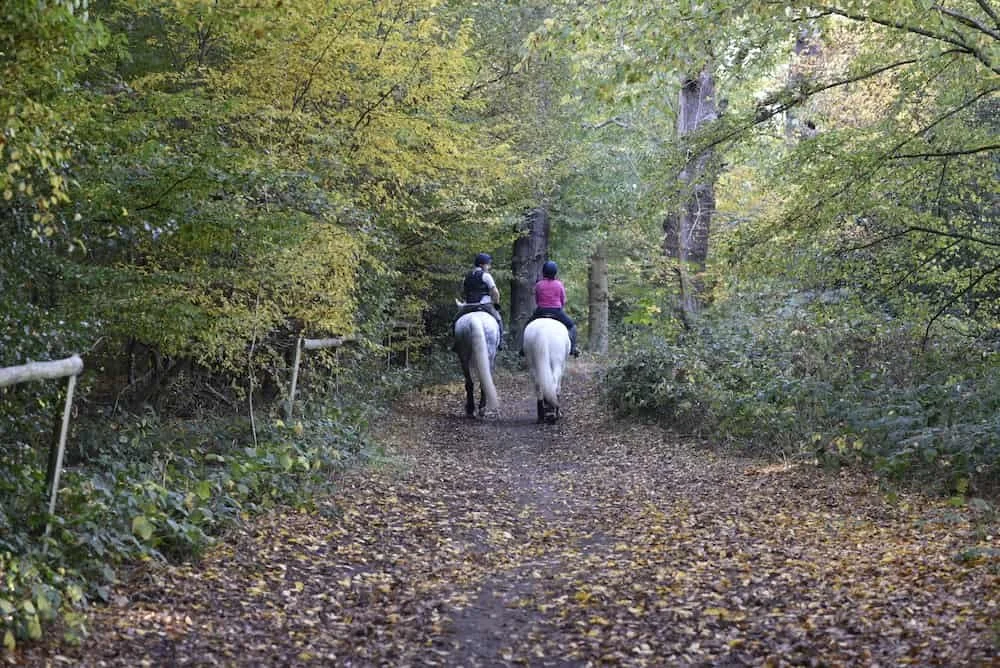 Two people riding horses along a wooded trail during fall, surrounded by green and yellow leaves.