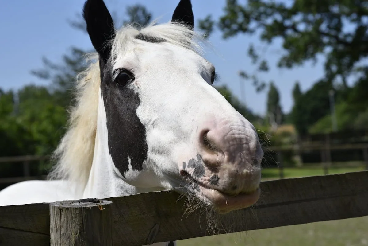 A white and black horse leaning over a wooden fence with a blue sky and trees in the background.