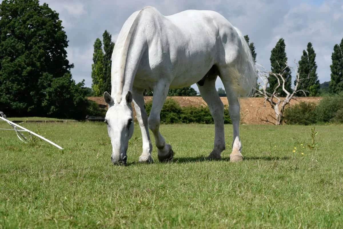 A white horse grazing on a green field with trees and a cloudy sky in the background.