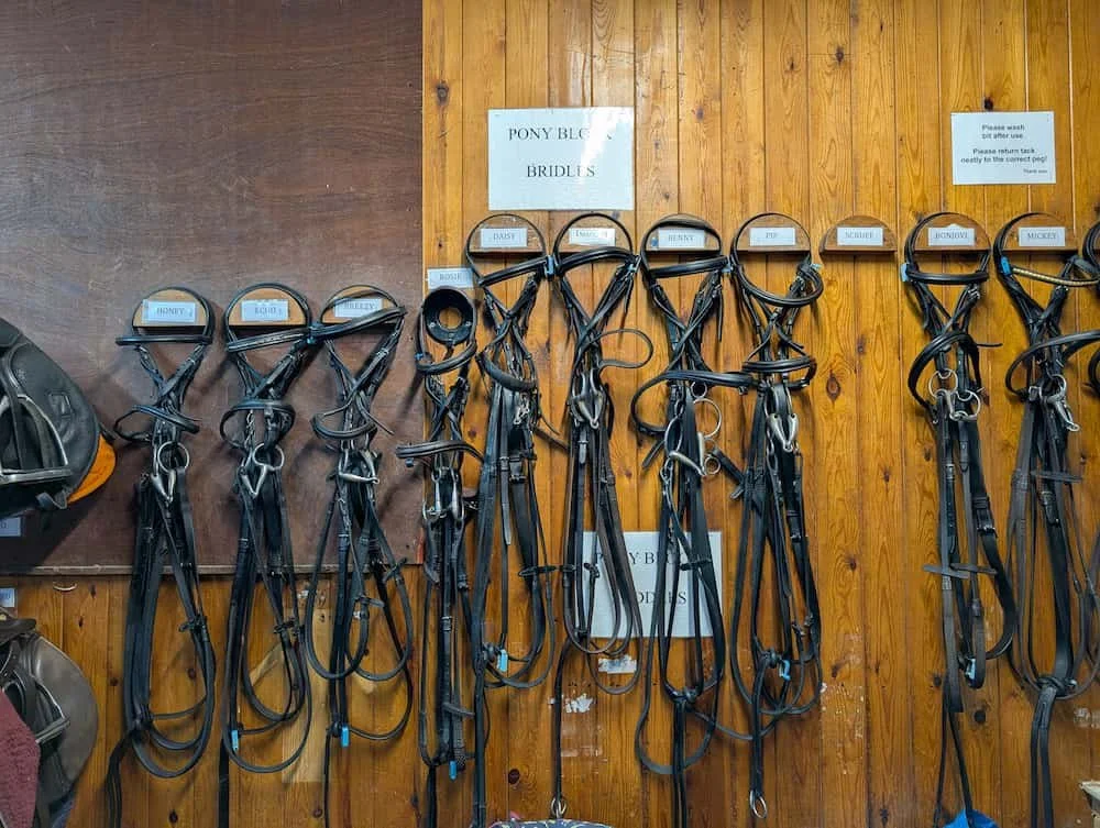 Horse bridles hanging on hooks on a wooden wall in a tack shop.