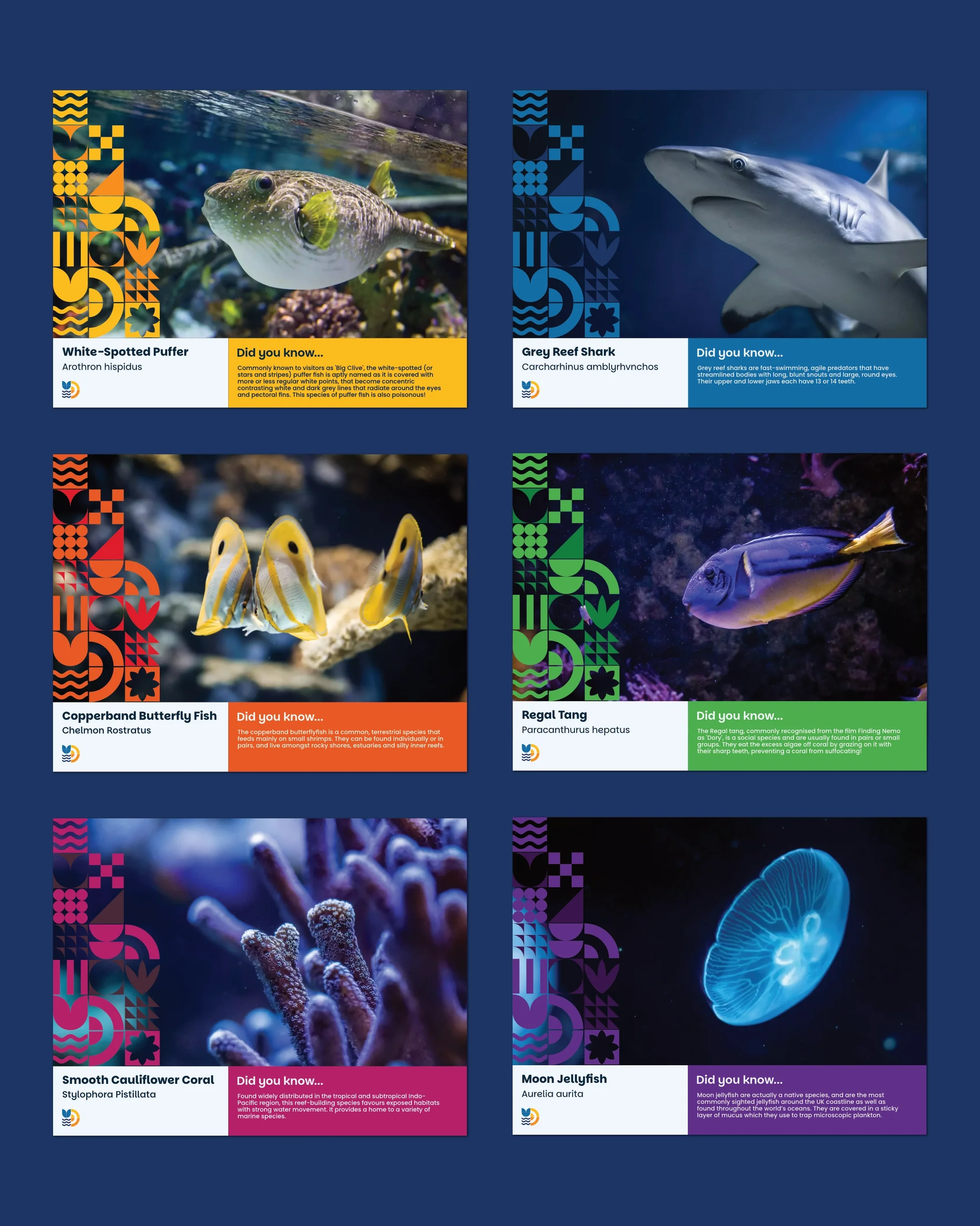 Collection of six educational marine life posters featuring different sea creatures with their names, photos, and interesting facts, including the White-Spotted Puffer, Grey Reef Shark, Copperband Butterfly Fish, Regal Tang, Smooth Cauliflower Coral, and Moon Jellyfish.