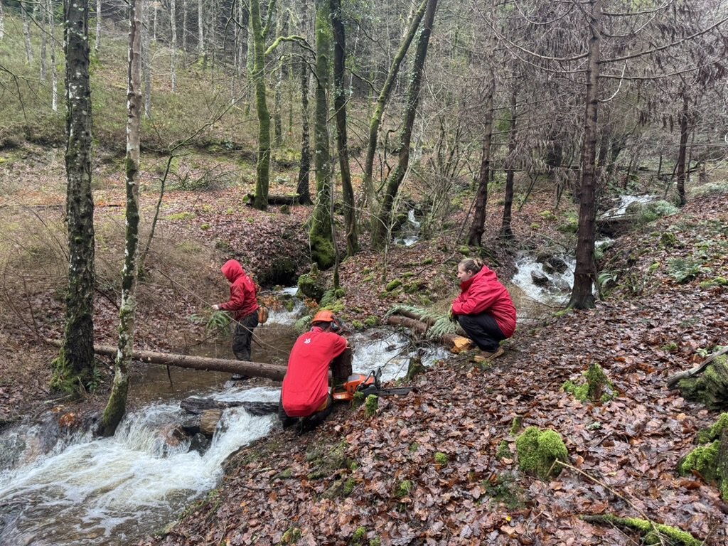 The Toilet Brook - Logs, Bogs &amp; Leaky Dams…