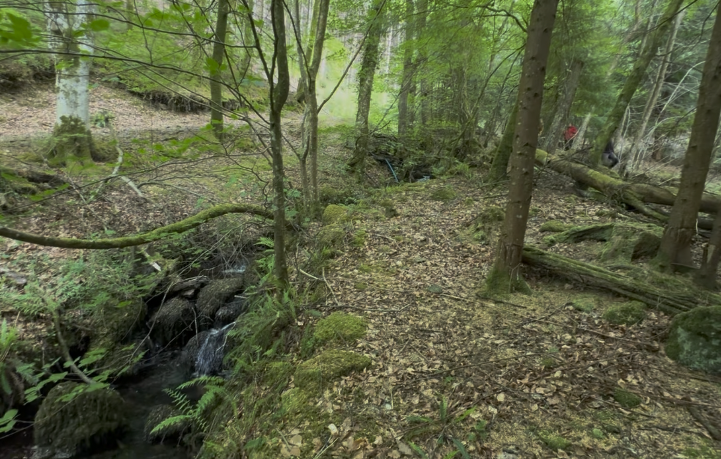 Volunteer Day – Rewetting above Fingle Mill