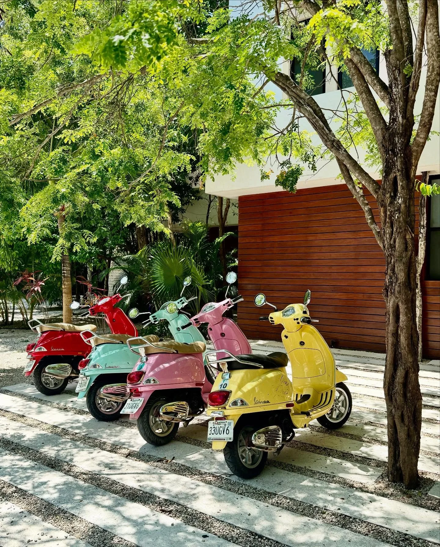 🌴✨ Tulum vibes on two wheels 💛💗💚❤️
Scooting through paradise never looked this colorful 🌈
Which Vespa would you ride? 🛵💨
#TulumDreaming #ColorPop #VespaVibes #TulumTravel #TulumLife #ScooterSquad
#tulumbachelorette