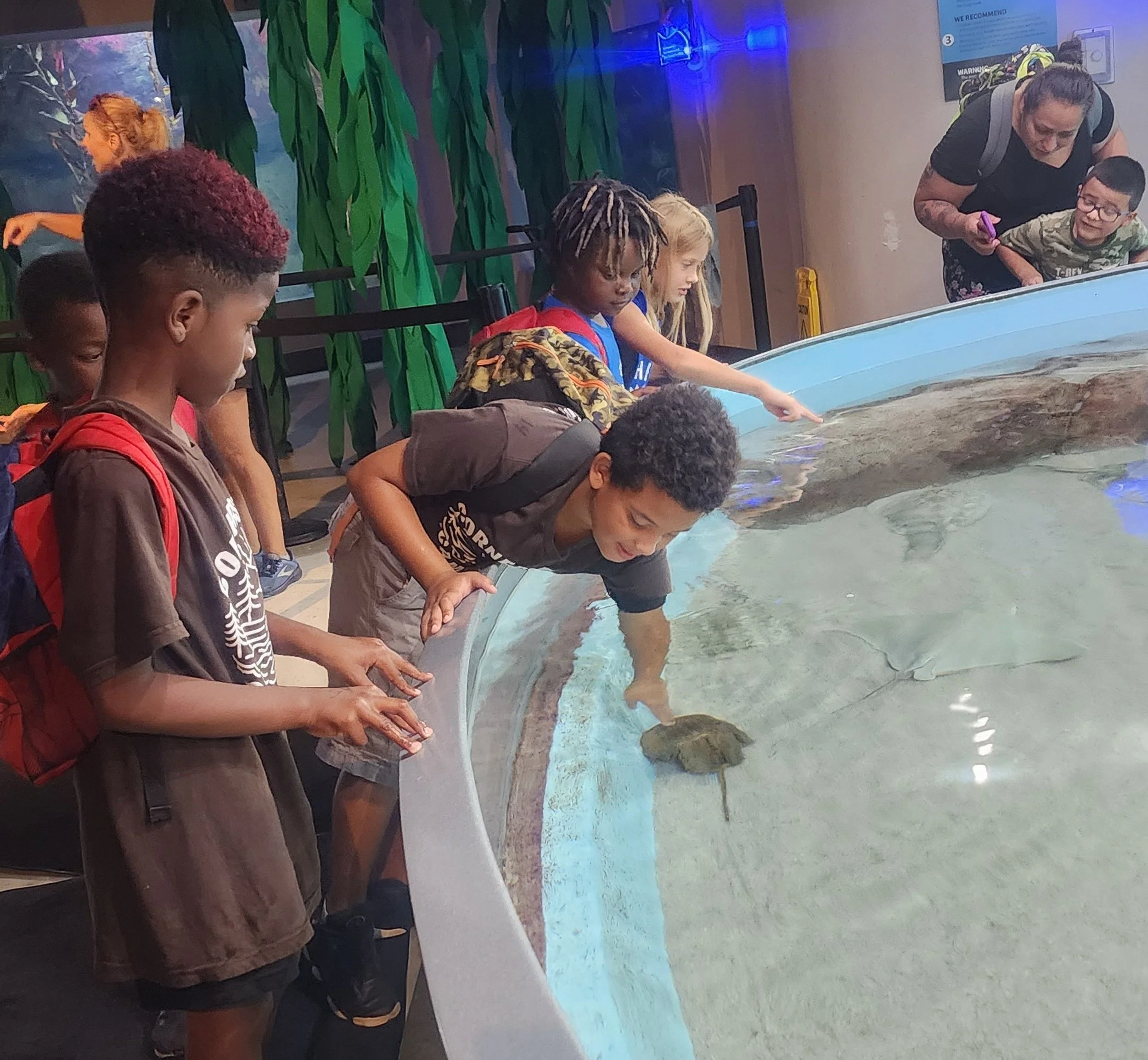 Children interacting with marine life at an aquarium touch pool, observing a horseshoe crab and a ray.