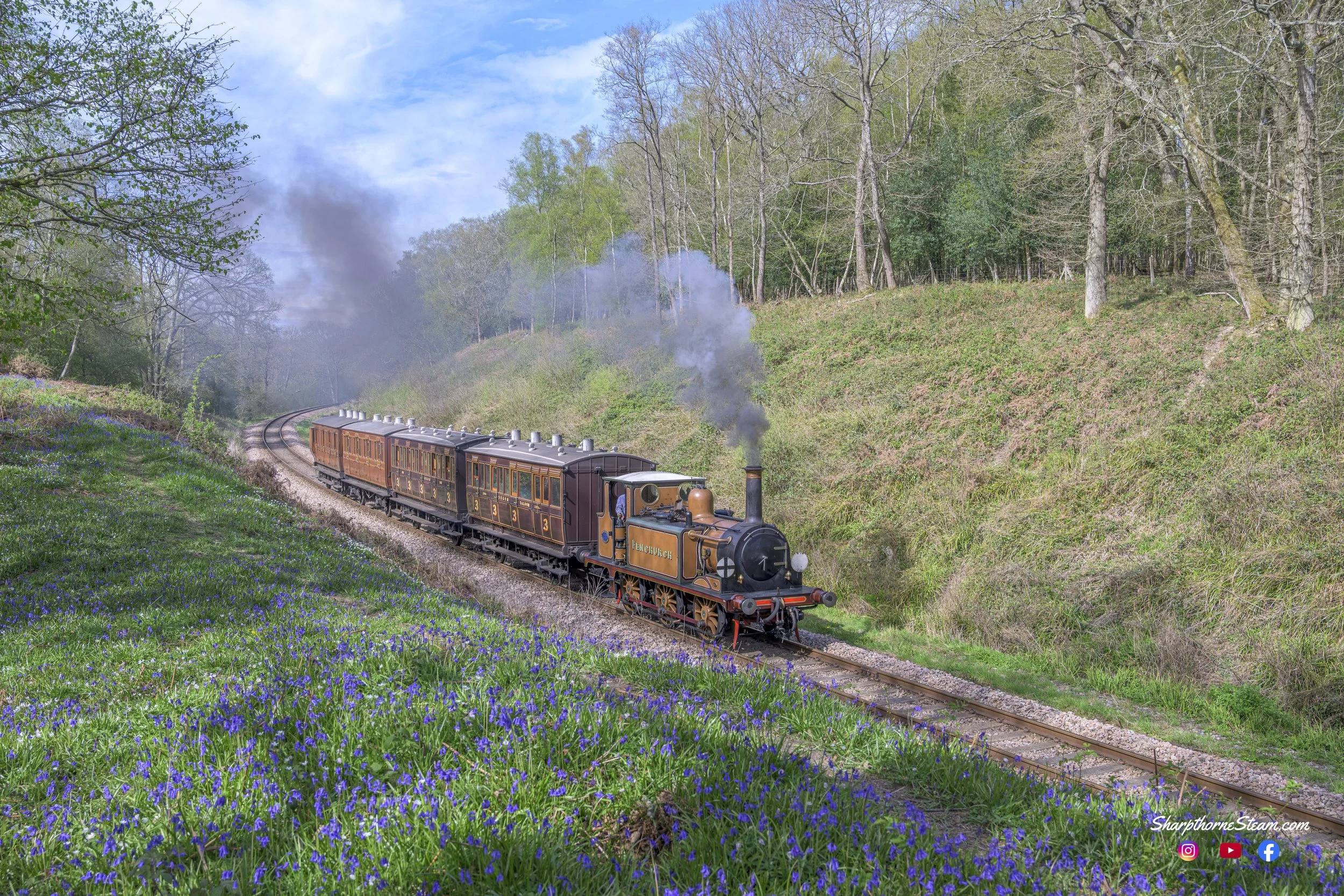 Bluebell Terrier - No72 passes through Lindfield Wood with an array of Bluebell's in the foreground.