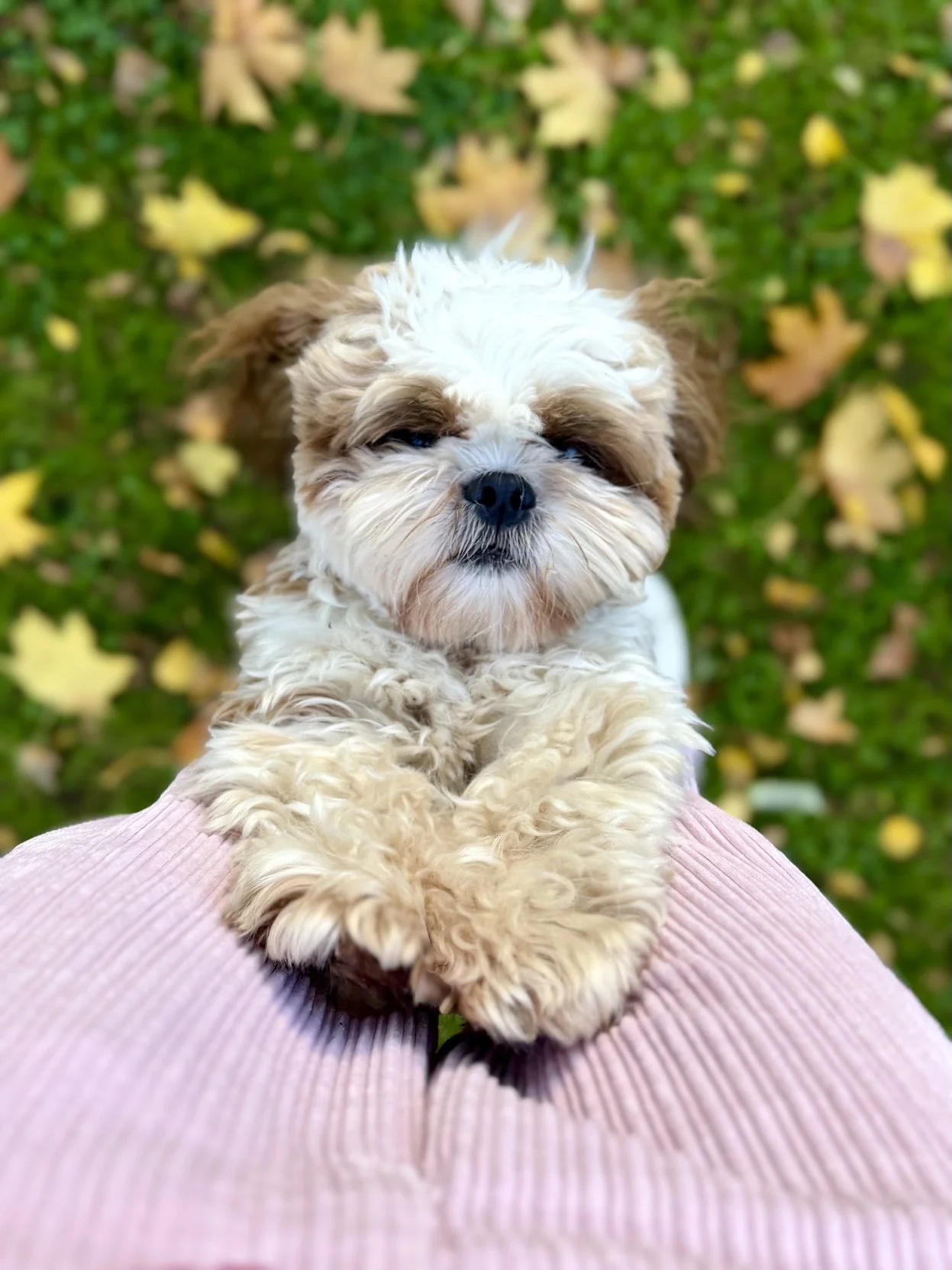 Moon. The Shih tzu. Copyright Liis Koger
