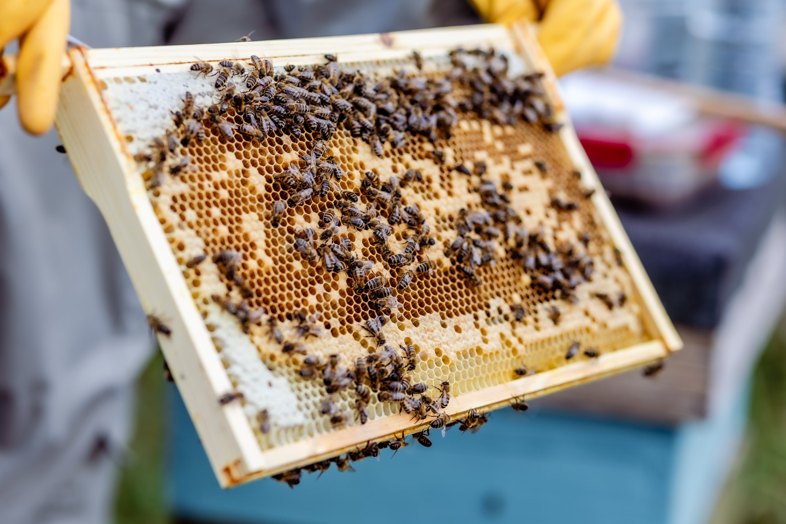 Close-up of a honeycomb frame with bees collecting honey.