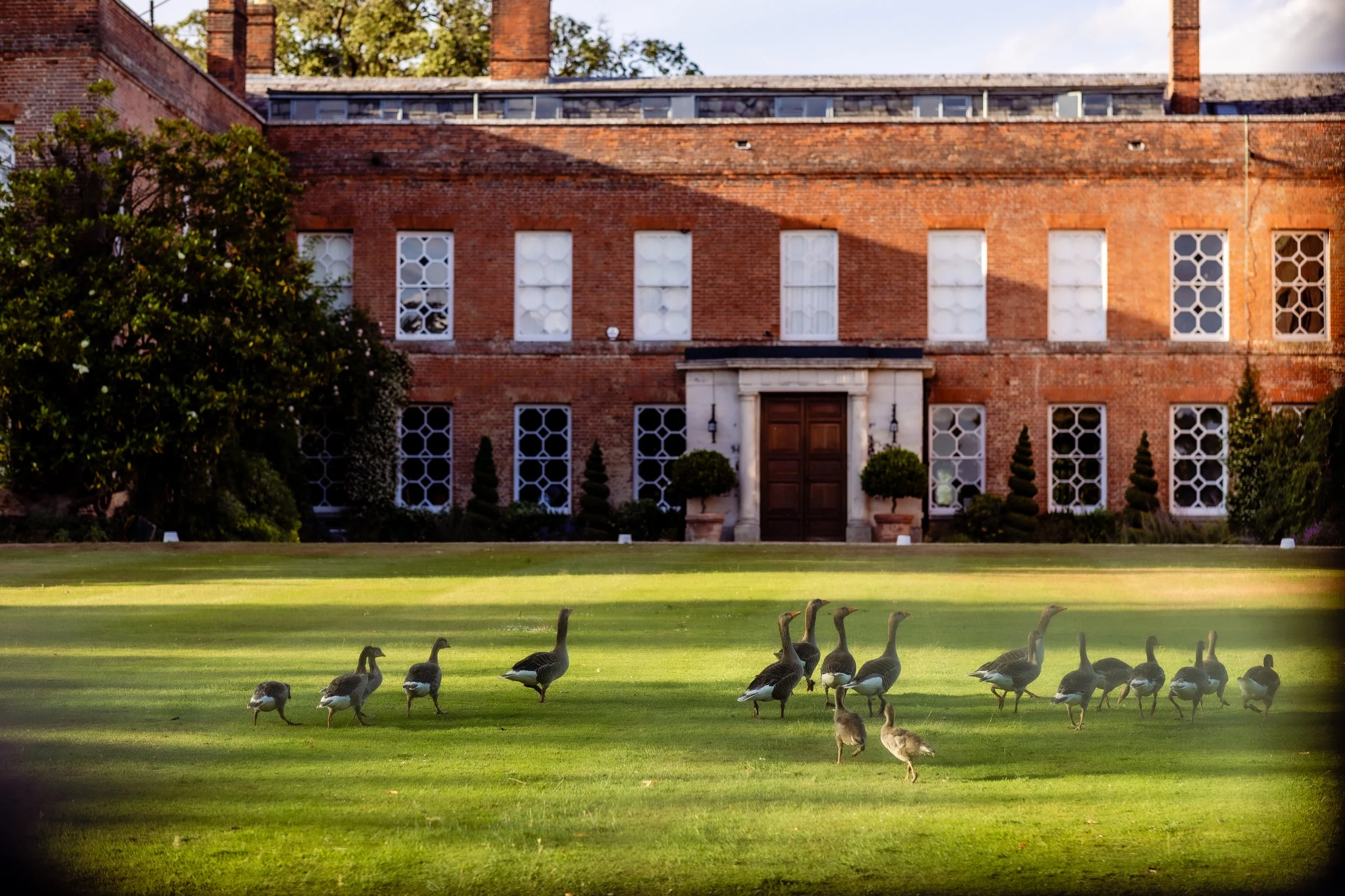 A large red brick building with multiple barred windows and a wooden door is seen in the background. In the foreground, there is a grassy area with a flock of geese walking and grazing, casting shadows on the grass. A tree with green leaves is partially visible on the left side.