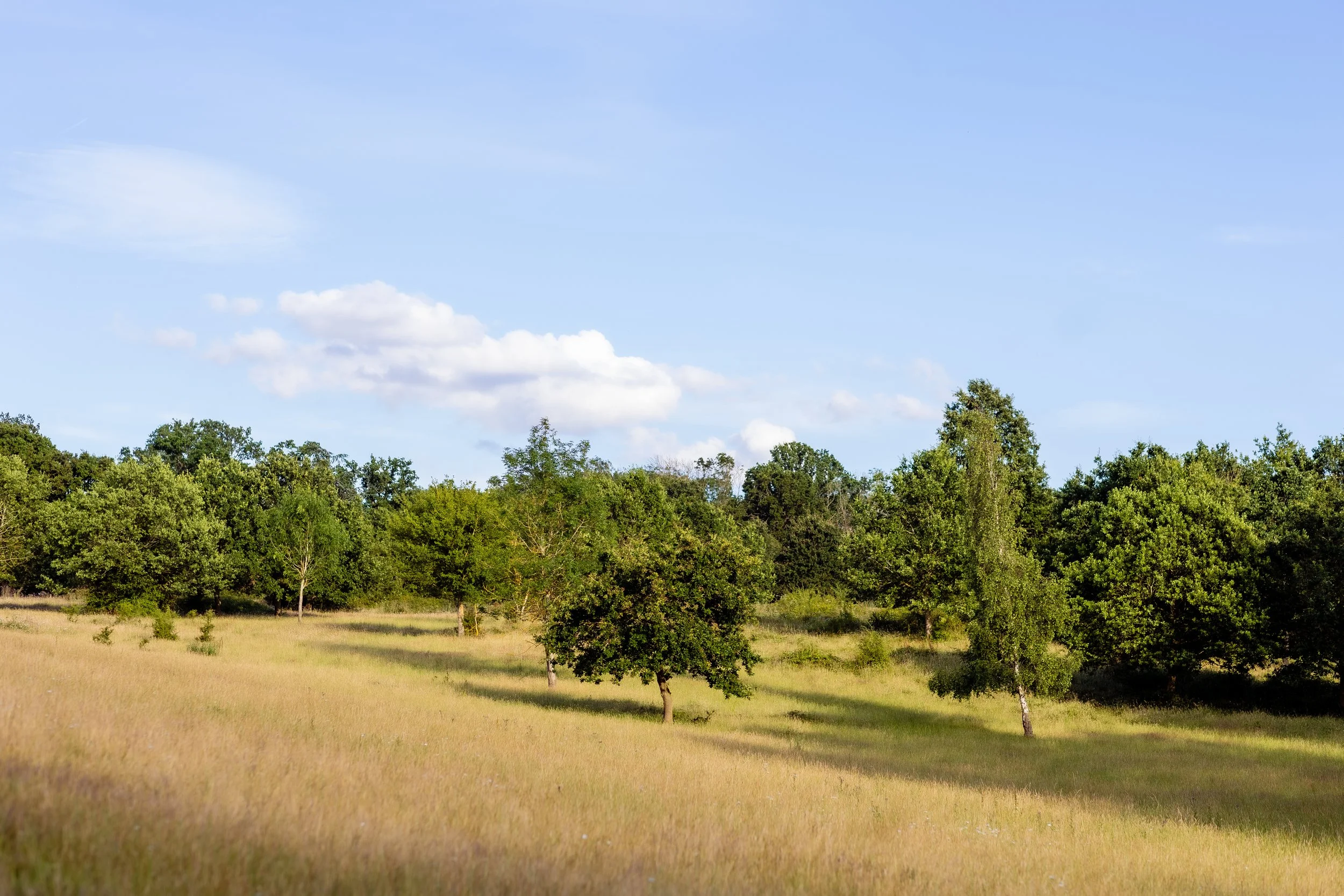 A landscape with a clear blue sky, white clouds, and a green tree line in a field of grass.