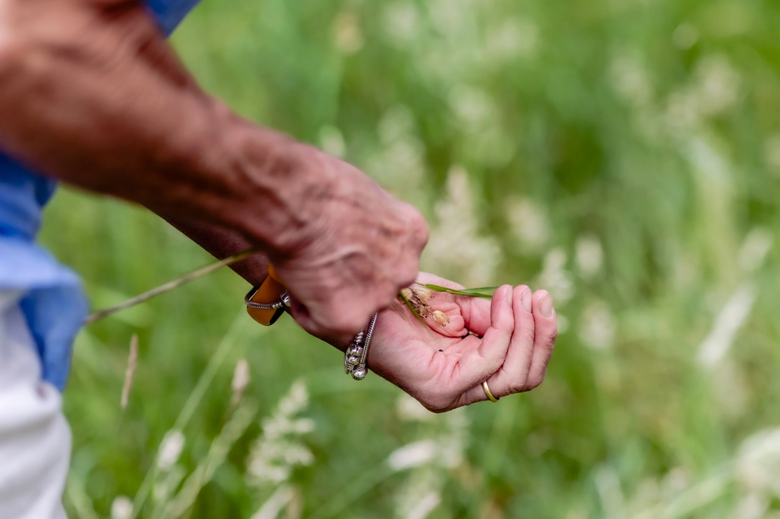 Close-up of two hands holding a small plant and a tool, with a blurred green foliage background.