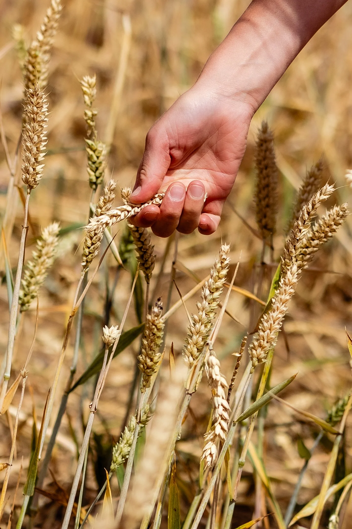 A hand reaching out to touch wheat stalks in a field