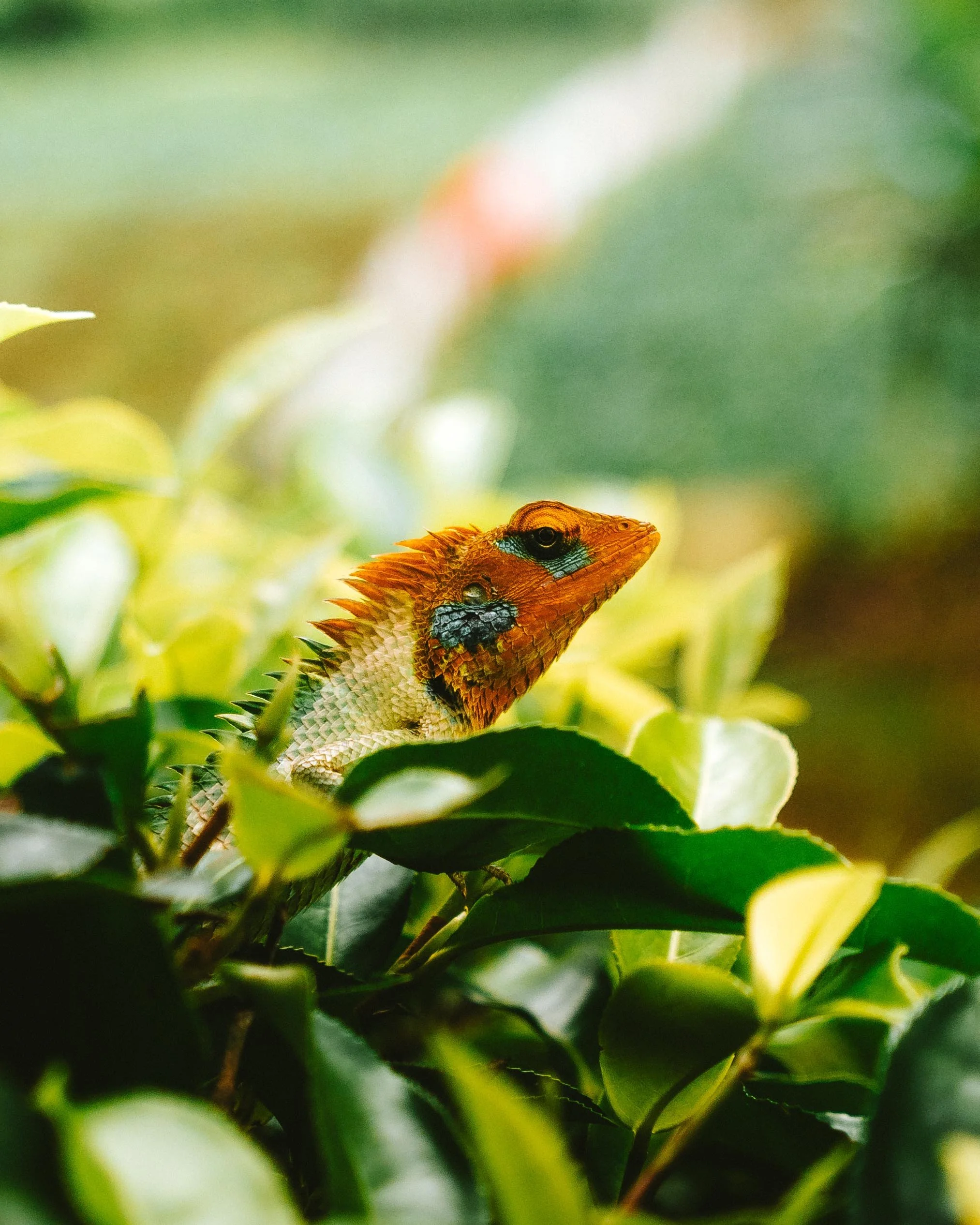 4x5_Sri_Lanka-34.jpg