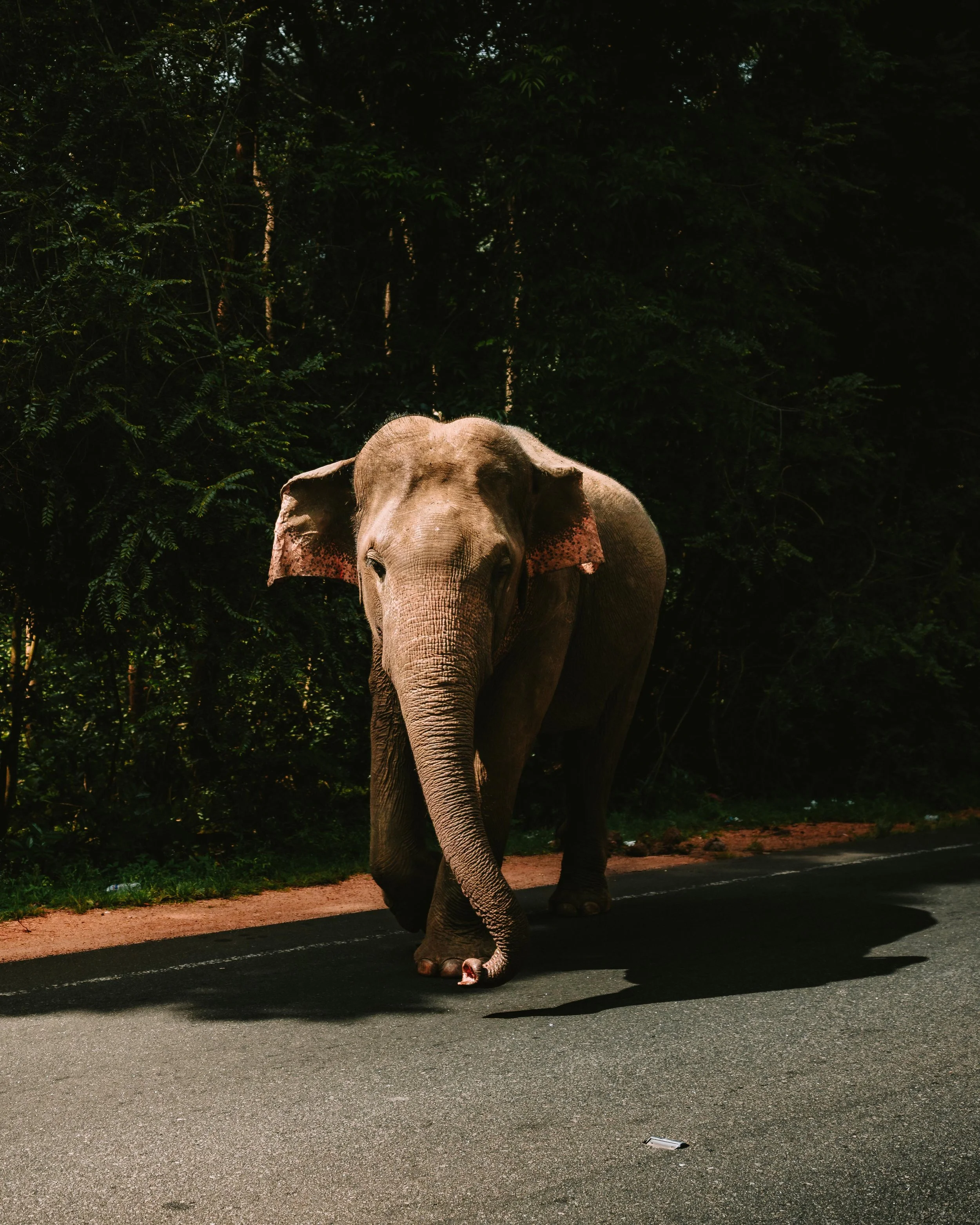 4x5_Sri_Lanka-56.jpg