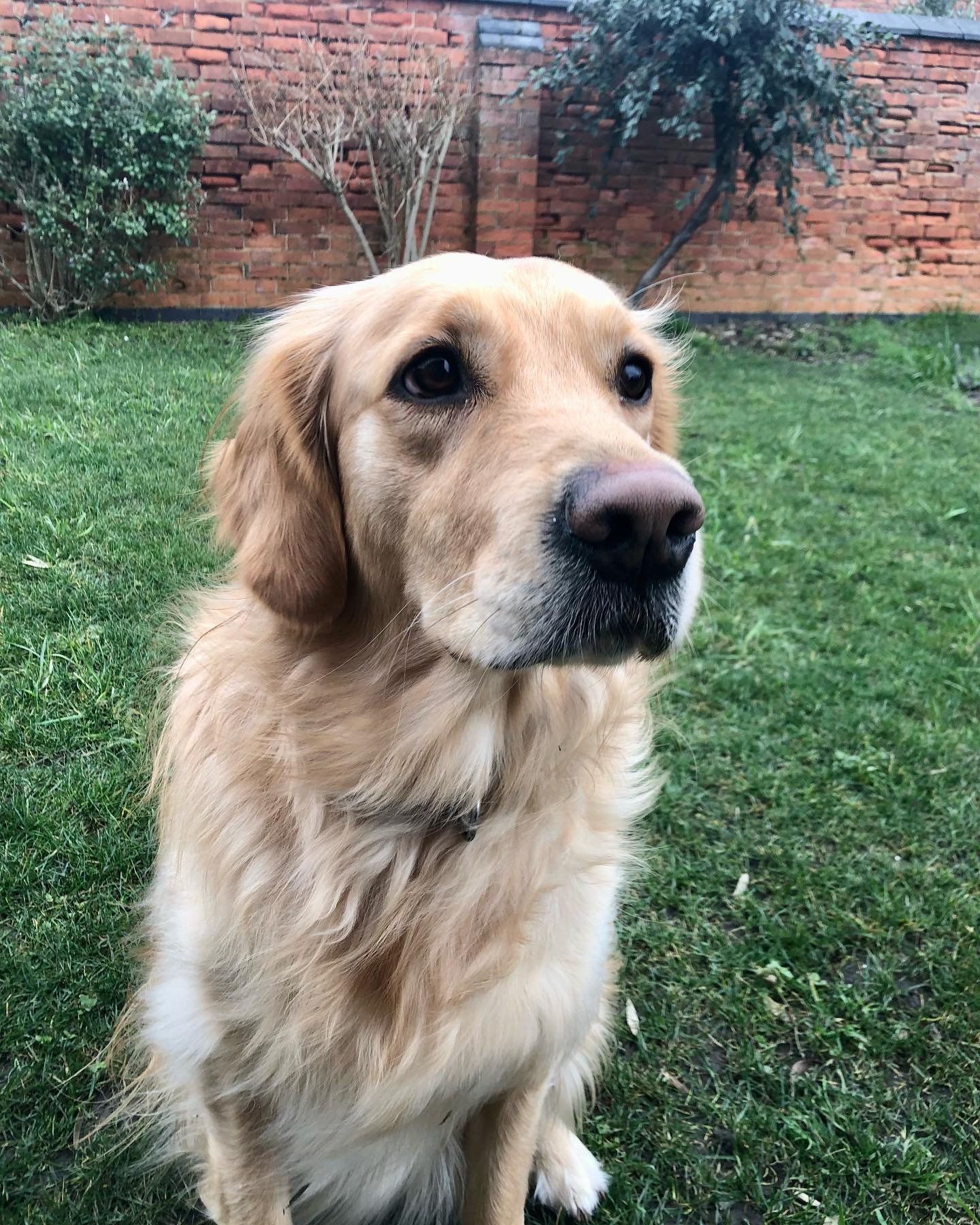 Celebrating strength, resilience, and the amazing women in our lives&hellip; even when they have four legs! 

Happy International Women&rsquo;s Day from me and the lady in my life, Lucy 🐾 

#IWD2025 #InternationalWomensDay #GirlPower #DogsOfInstagra