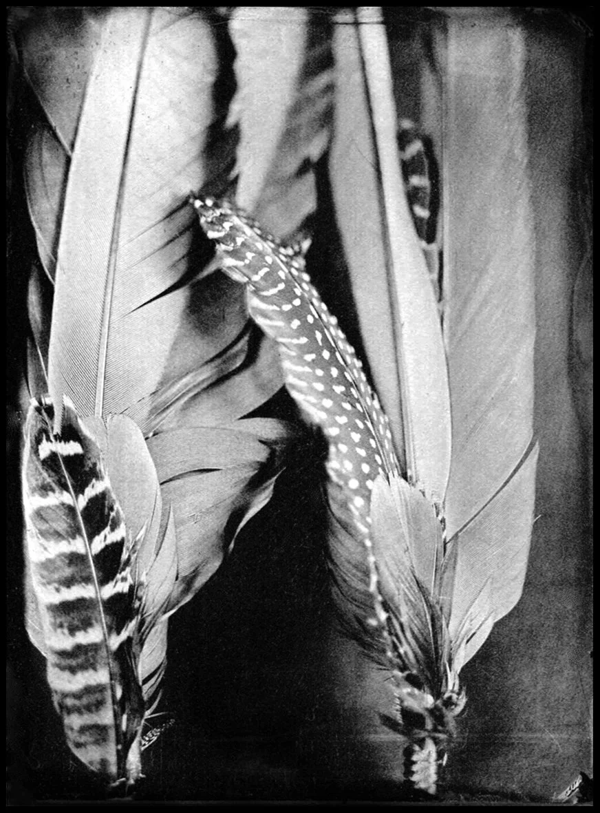 plumas copia2 copia.jpg