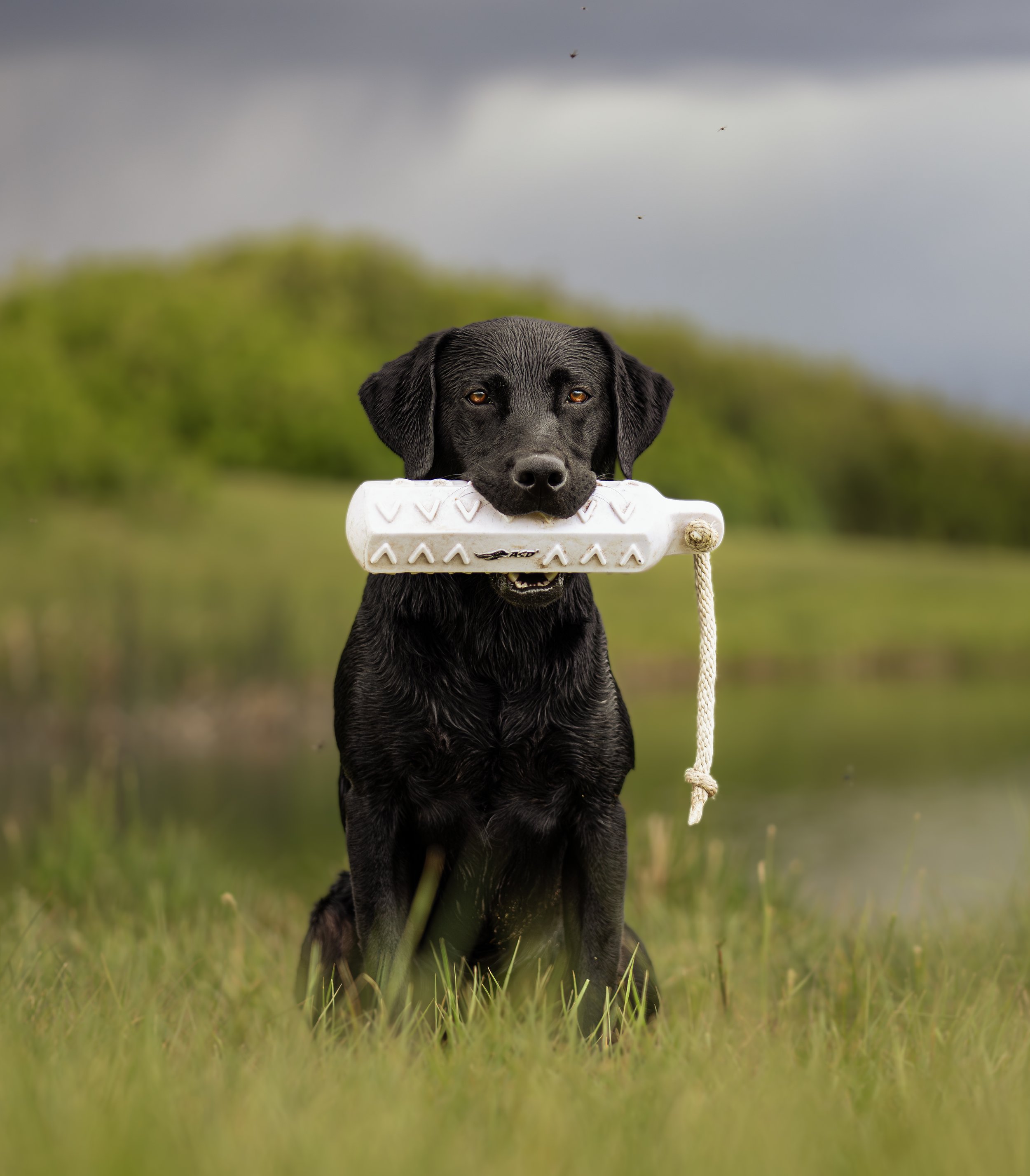 Black Labrador Retriever holding a white toy standing in grass