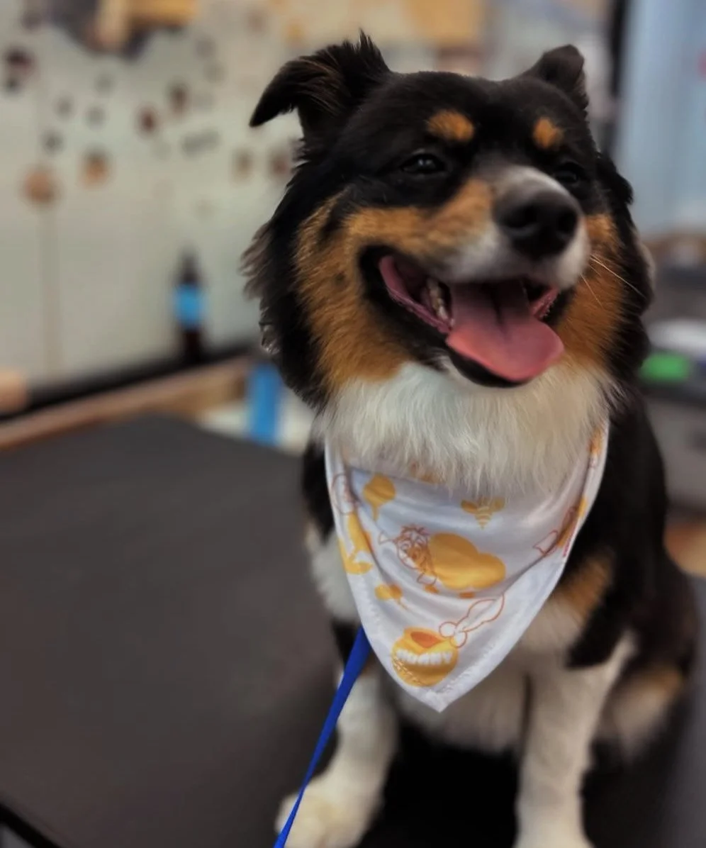 Grooming: Happy and Smiling!