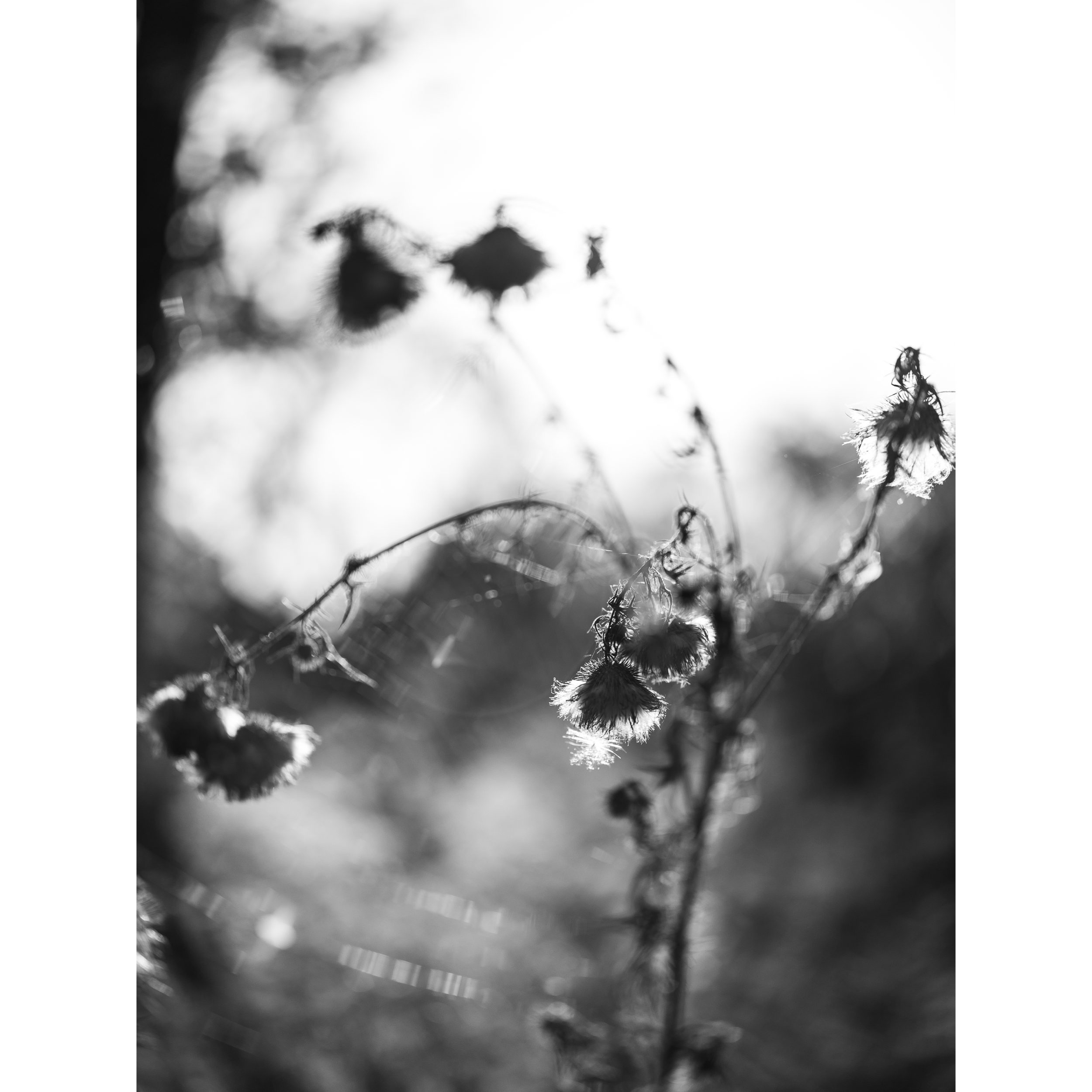 Untitled XVII