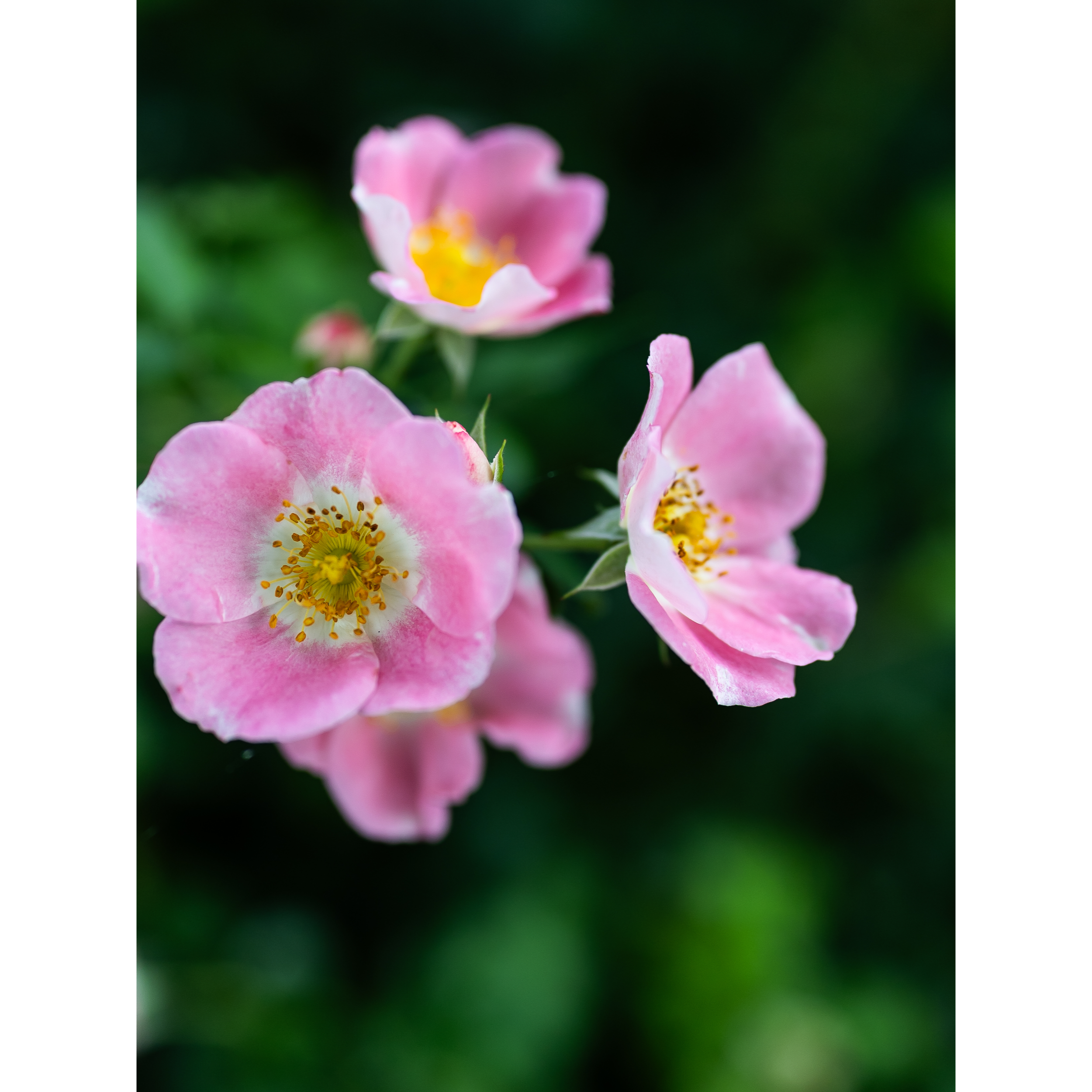 Roses I