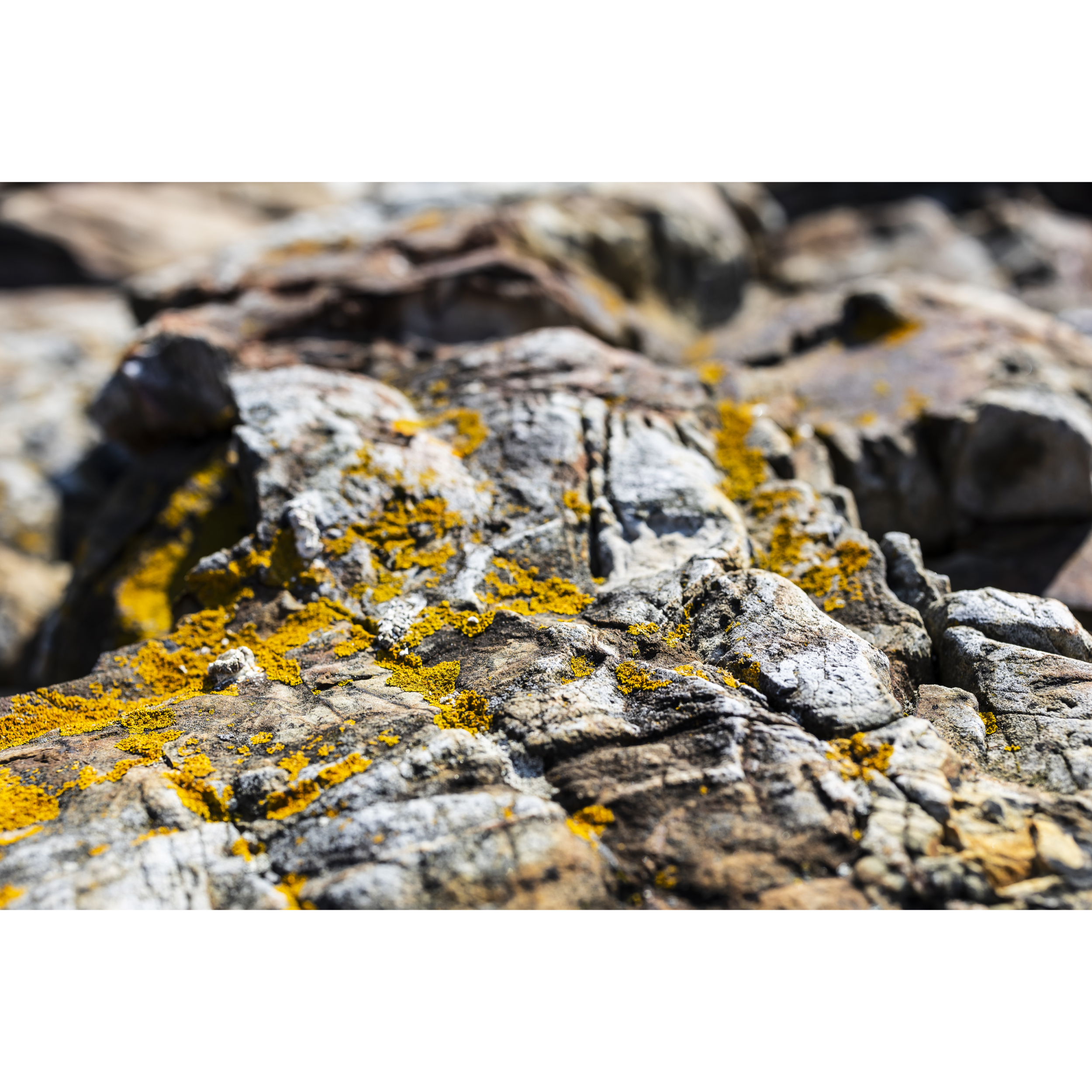 Lichen I