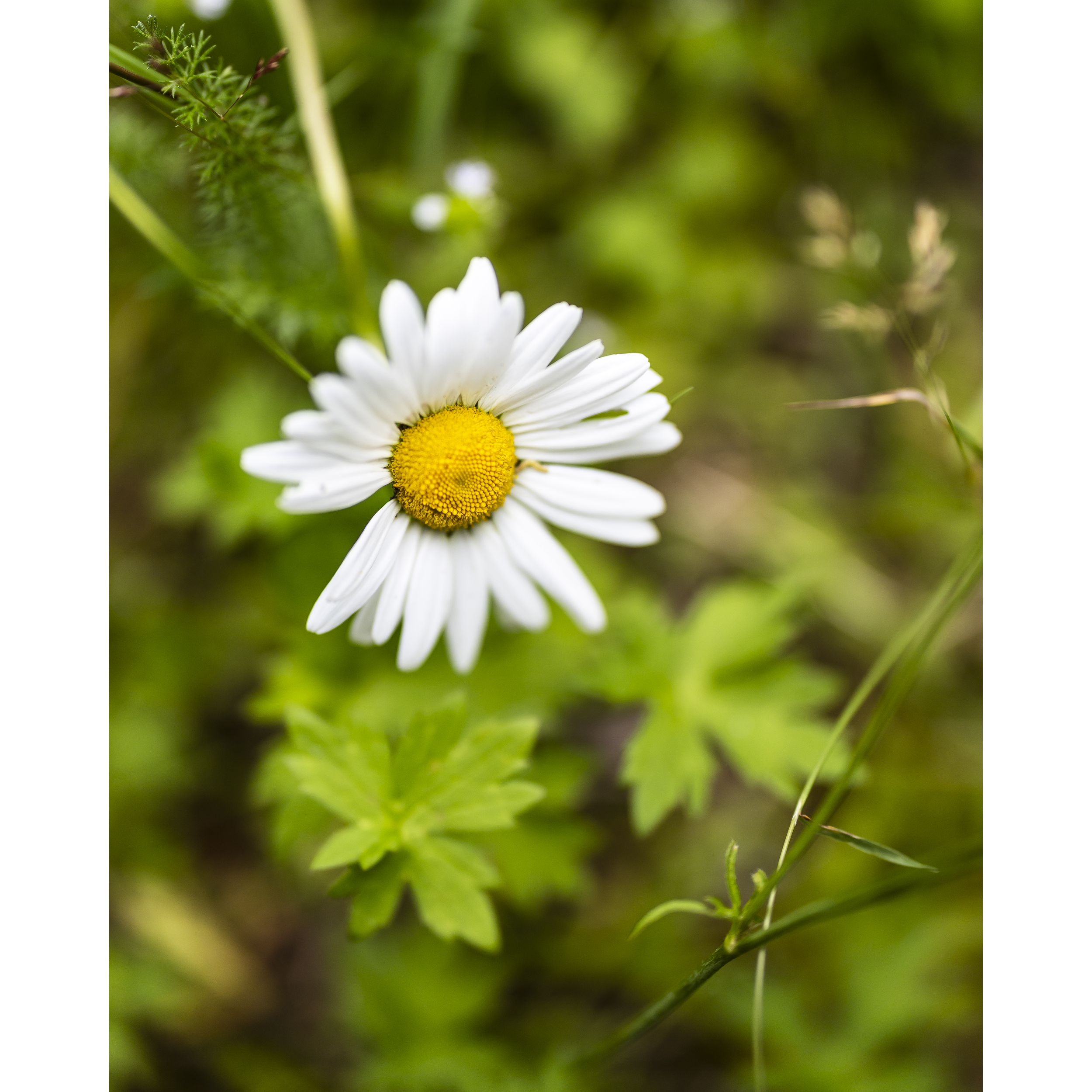 Oxeye Daisy II