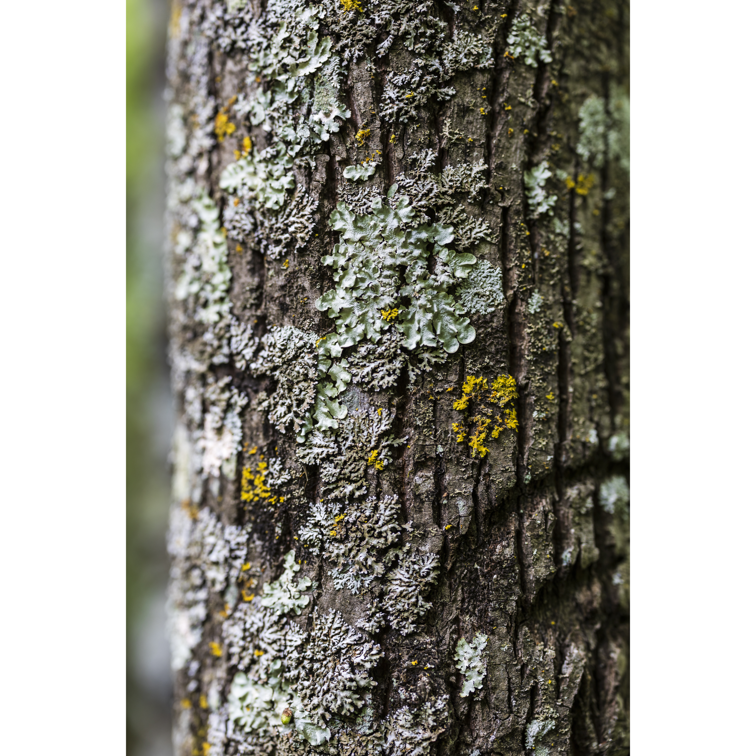 Tree Bark II