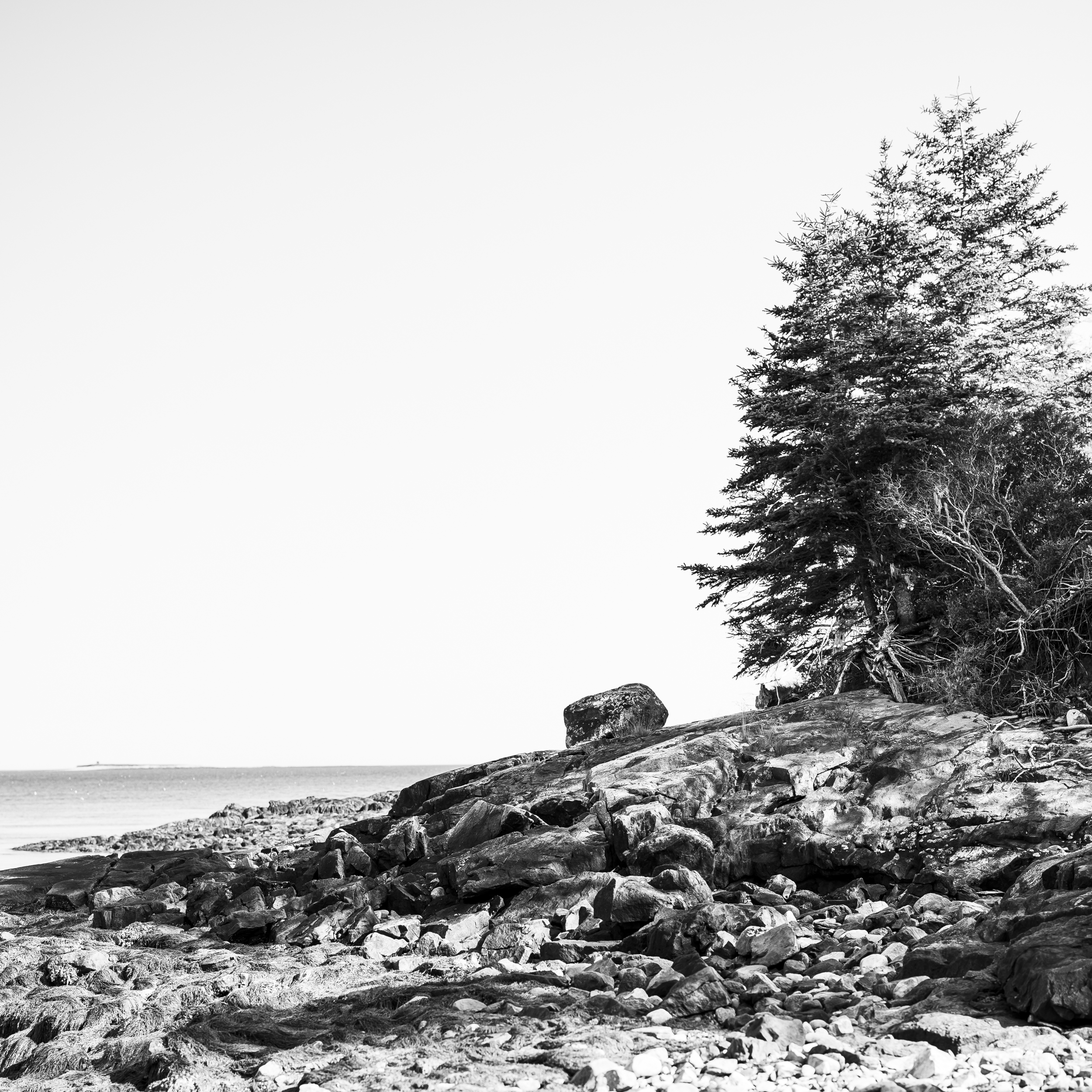 Roots on the Edge of the Sea