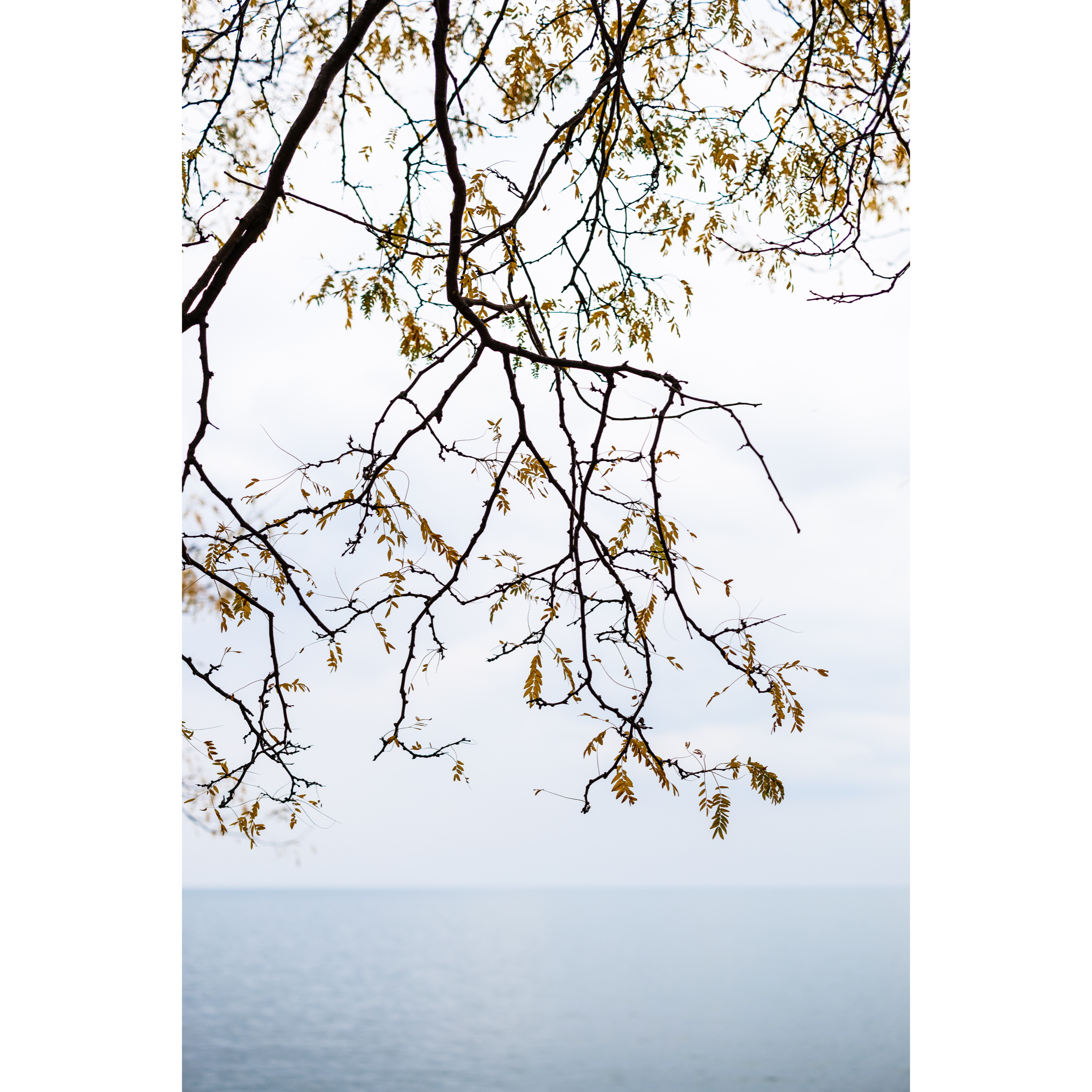Autumn XII