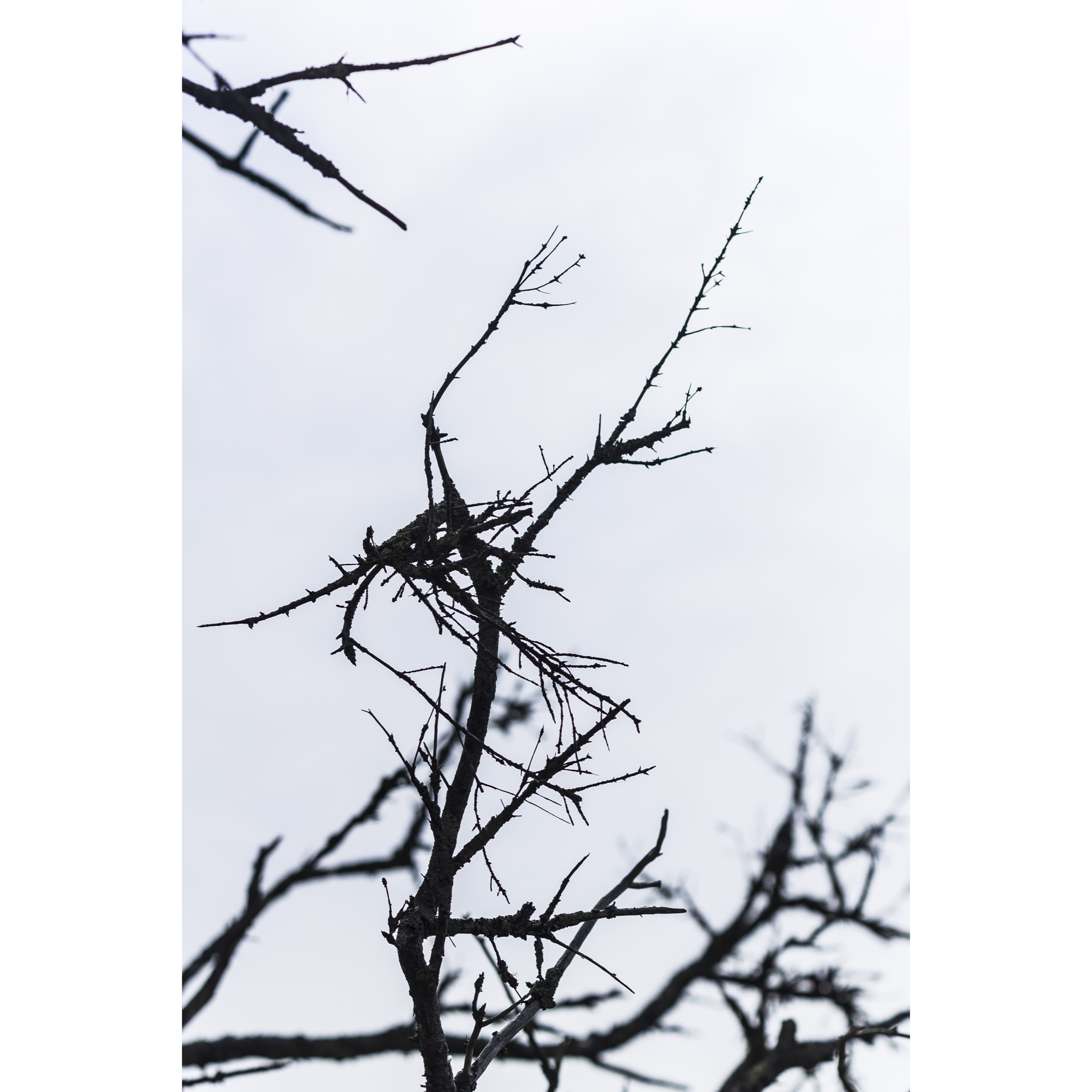 Untitled IV