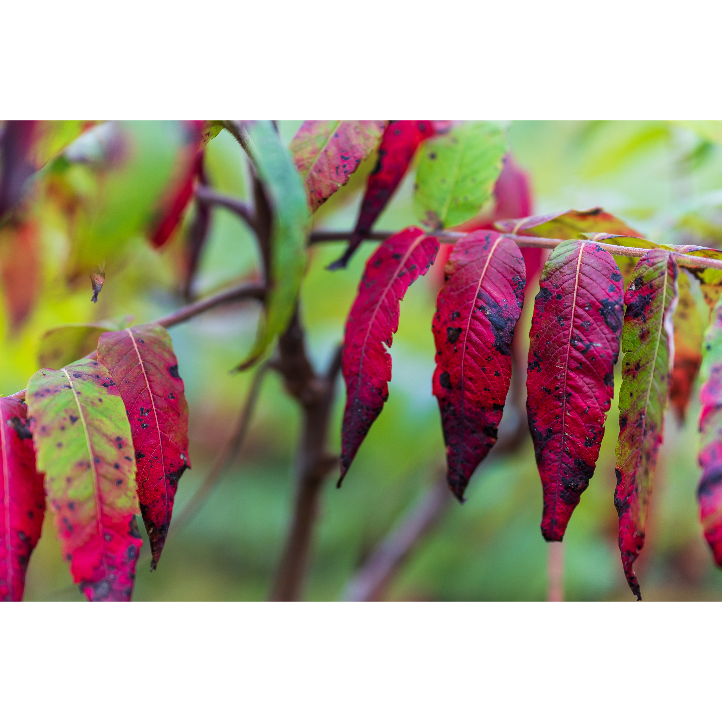 Autumn VII