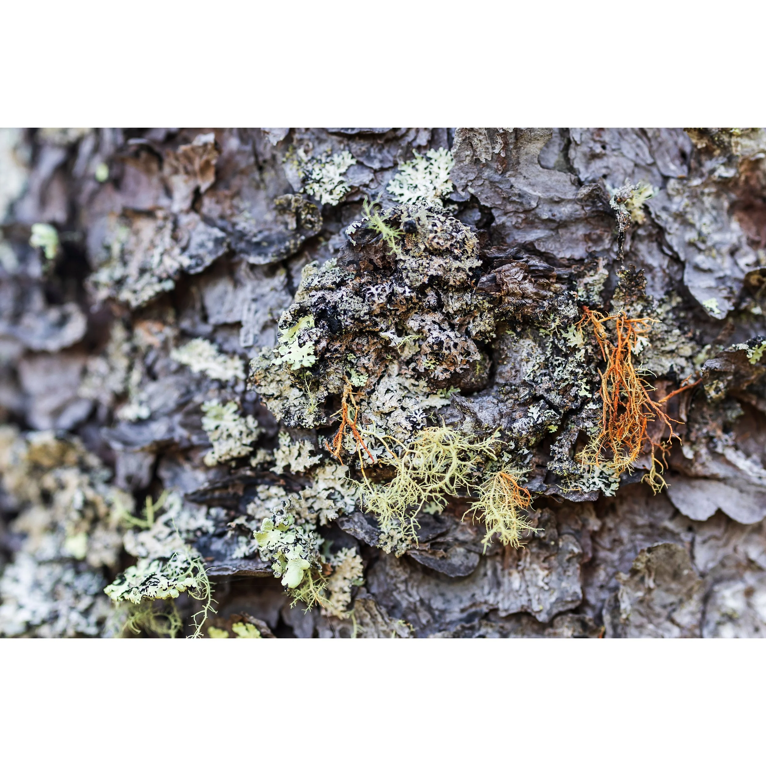 Oakmoss