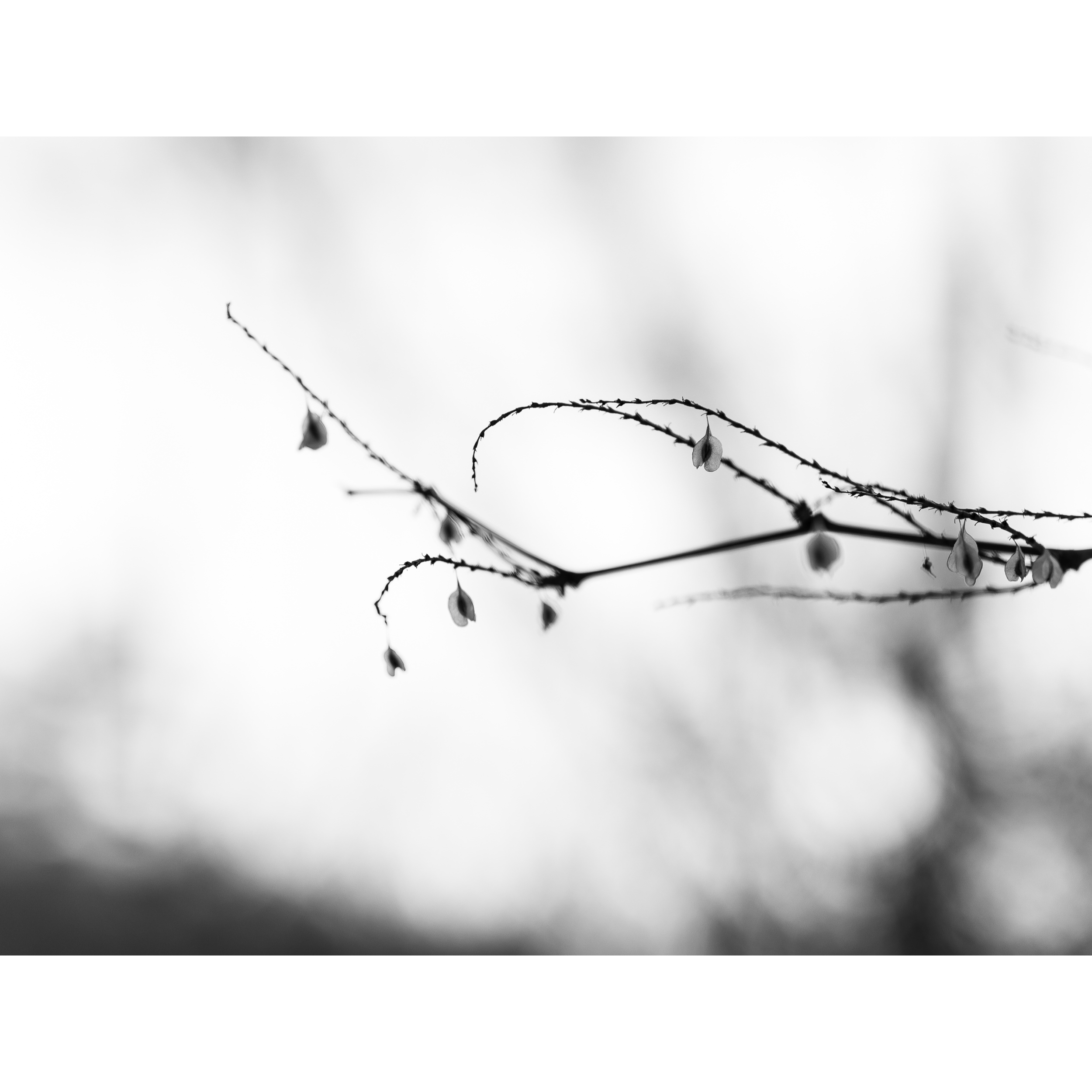 Untitled XIX