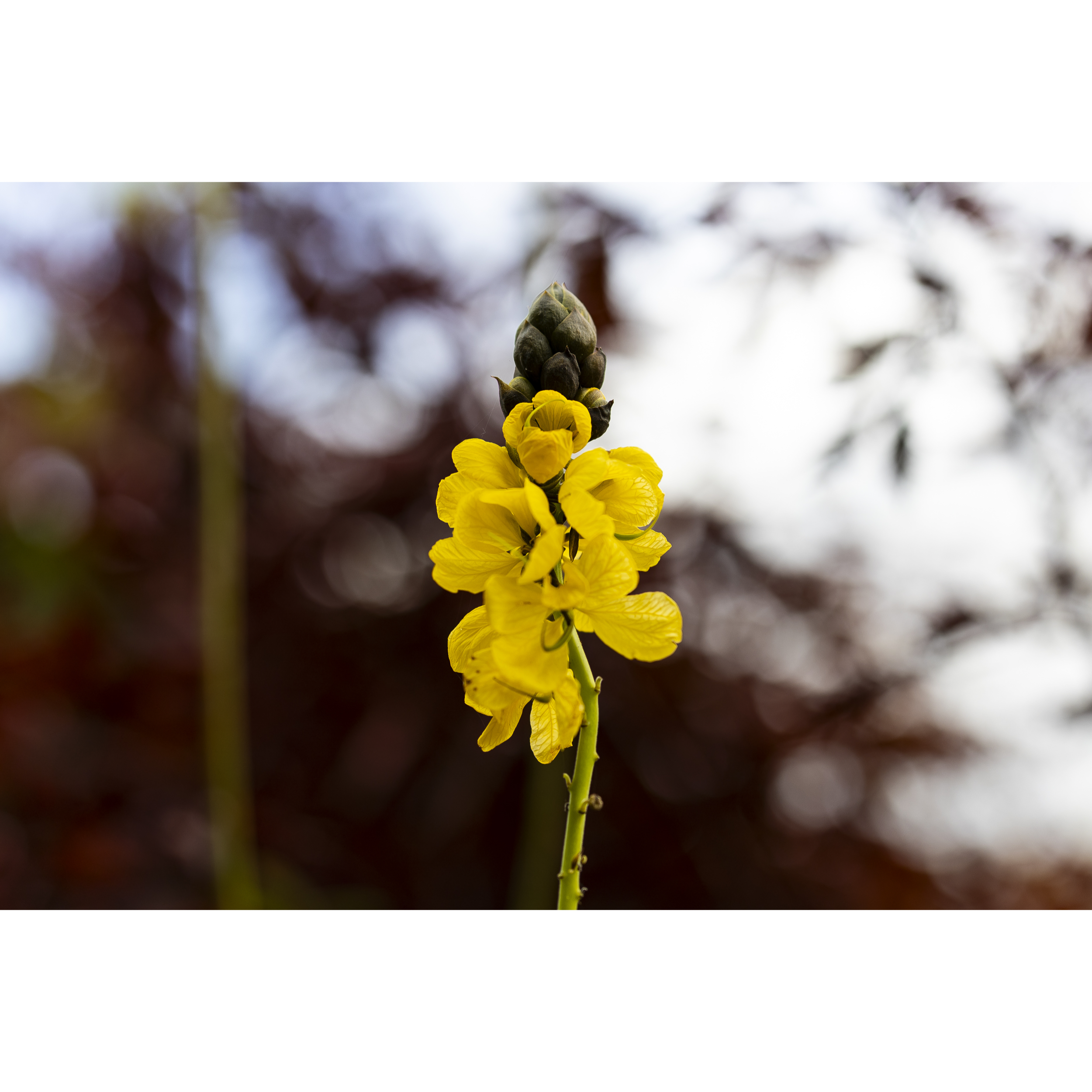 Popcorn Plant
