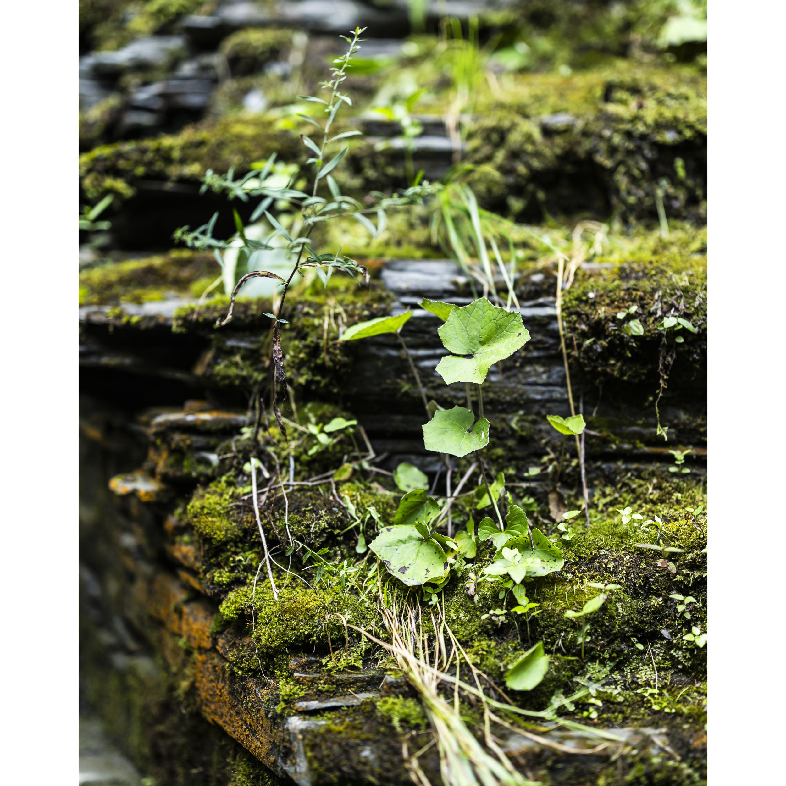 Ravine Wall