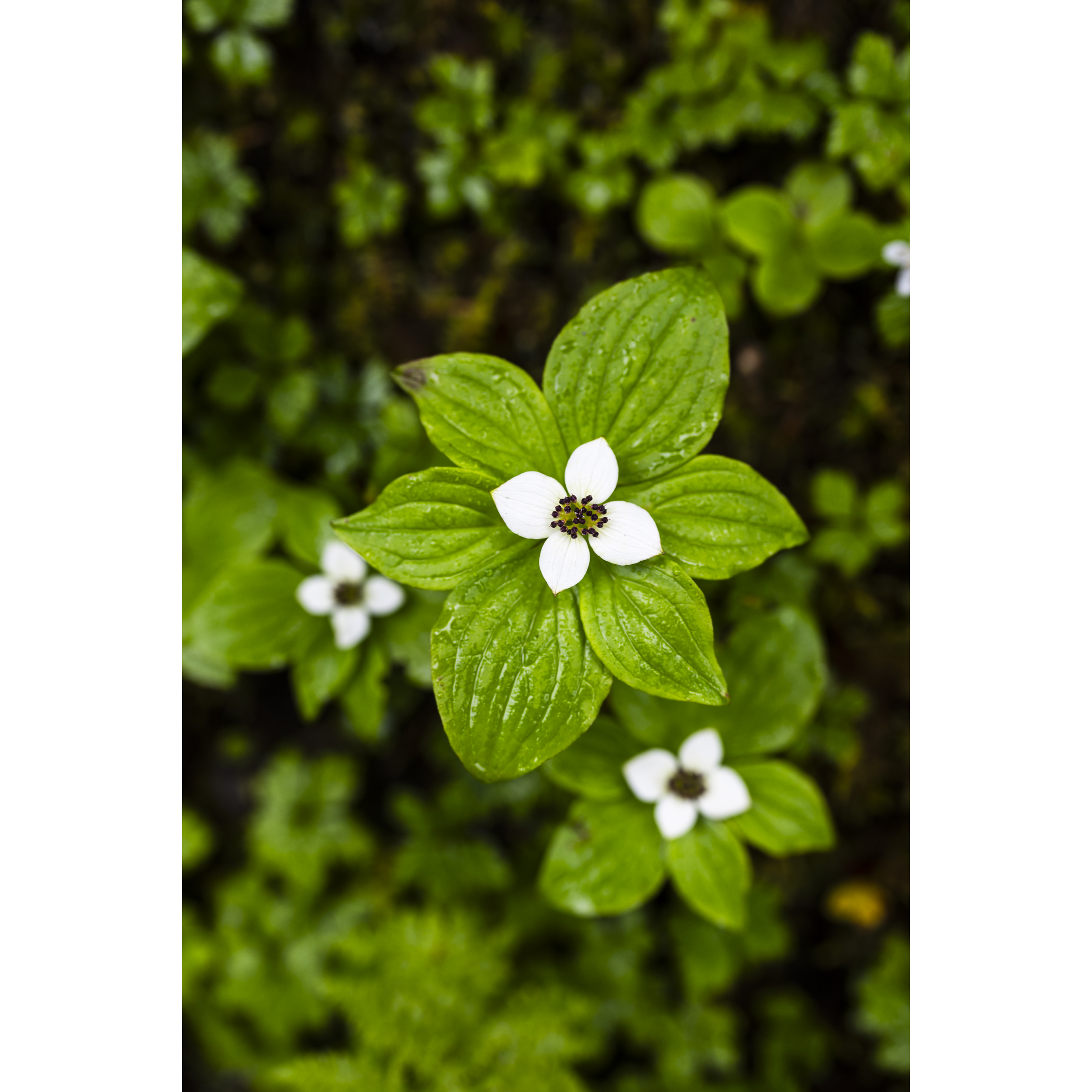 Bunchberry