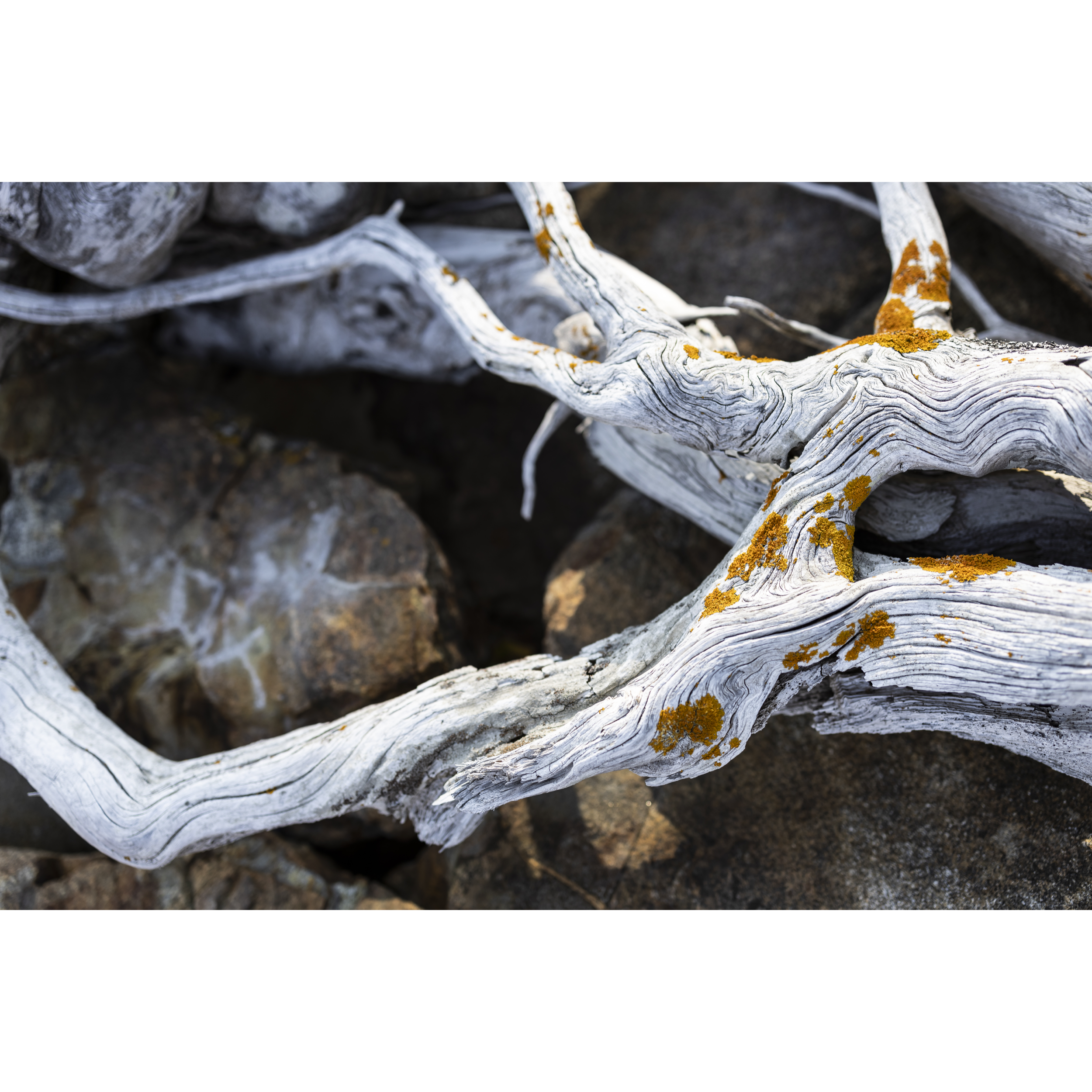 Driftwood I