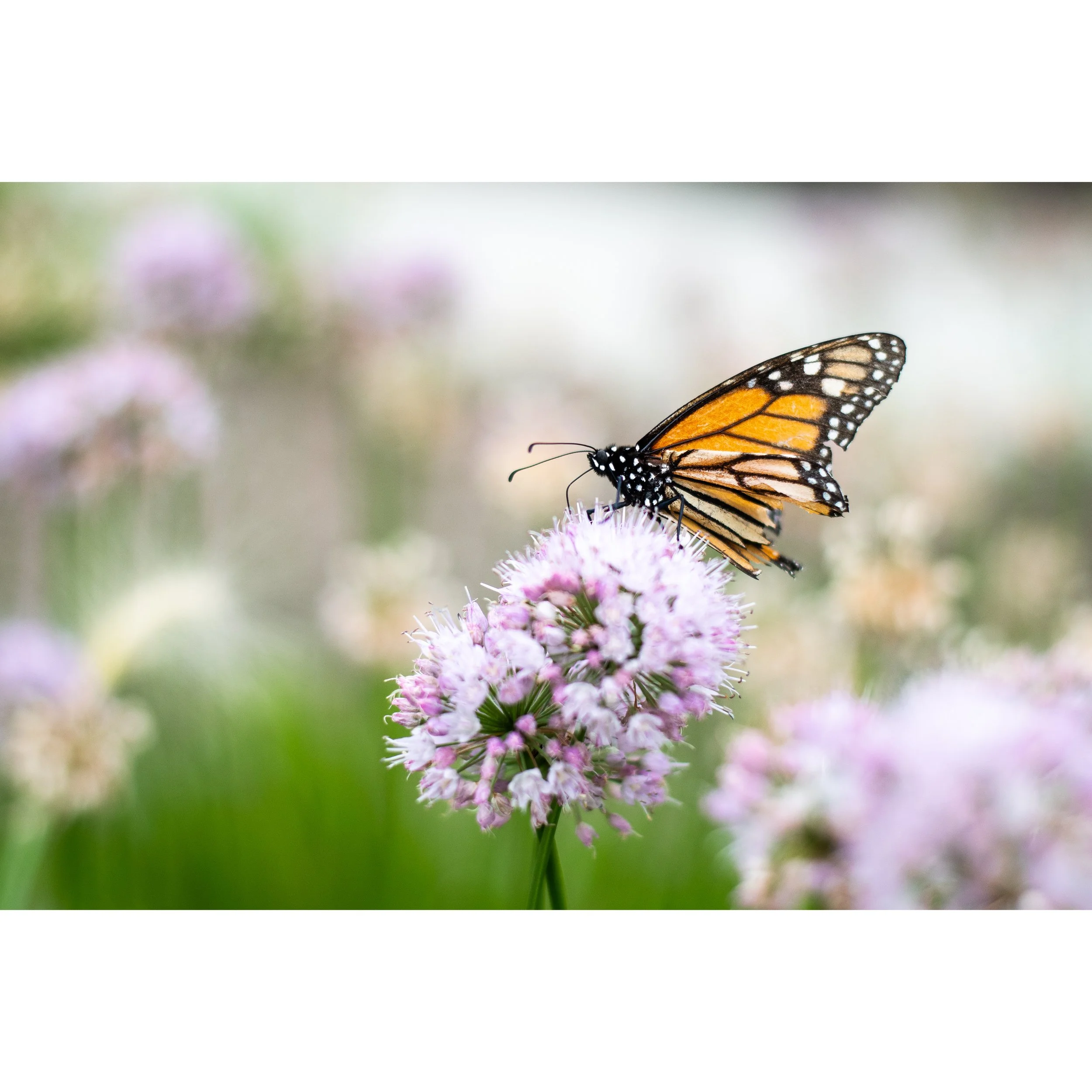 Monarch